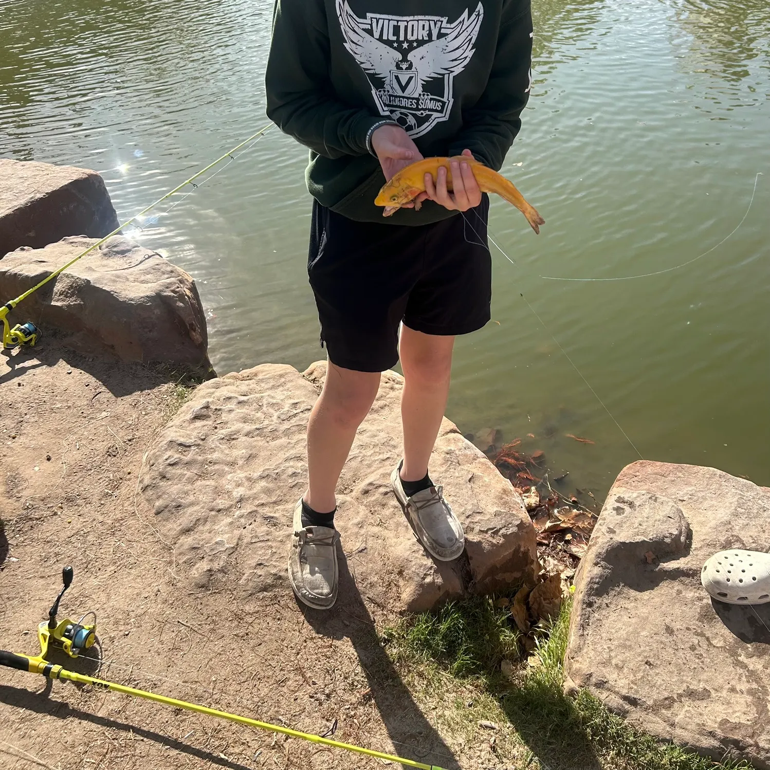 The most recent Golden rainbow trout catches on Fishbrain