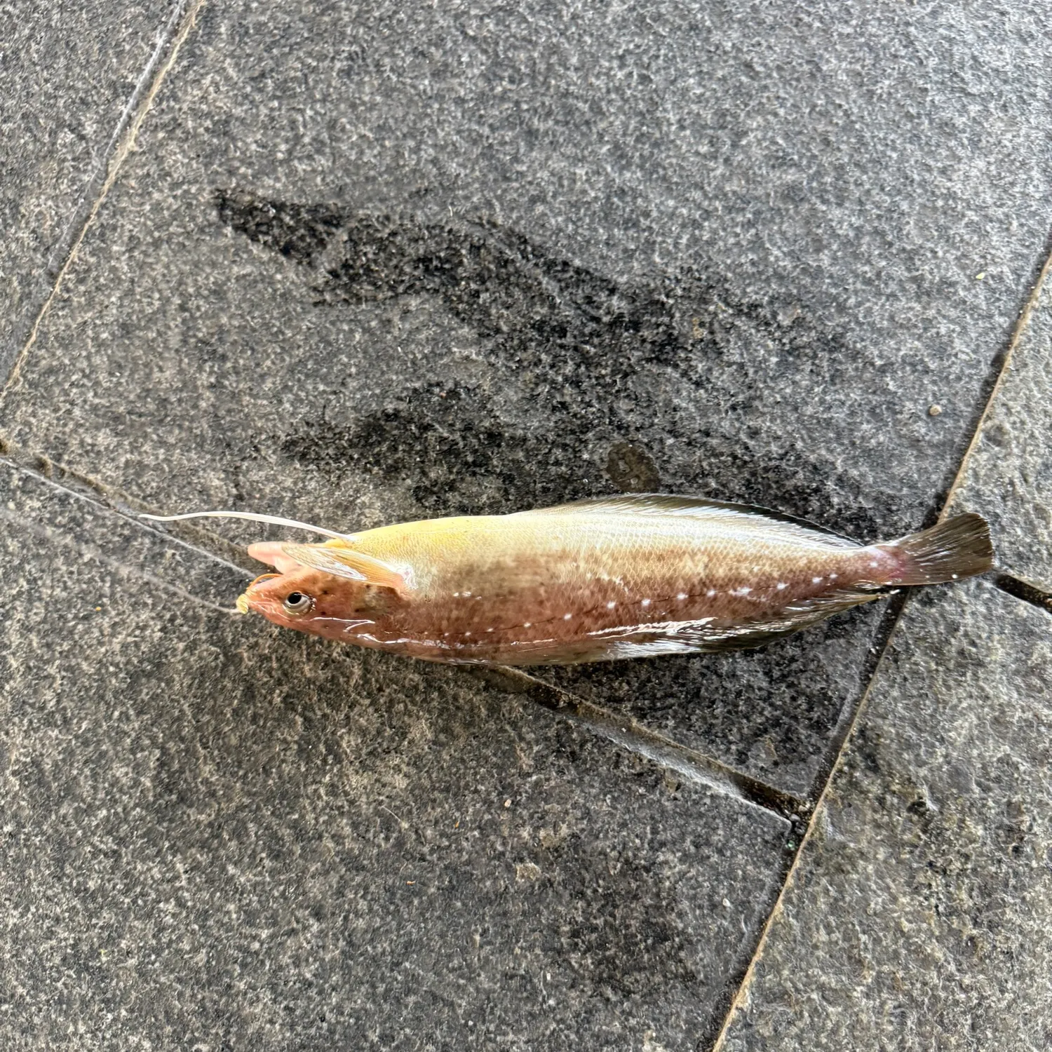 Lingcod caught on Fishbrain