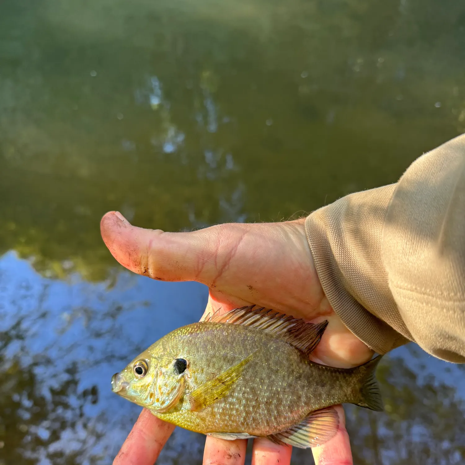 Bluegill caught on Fishbrain