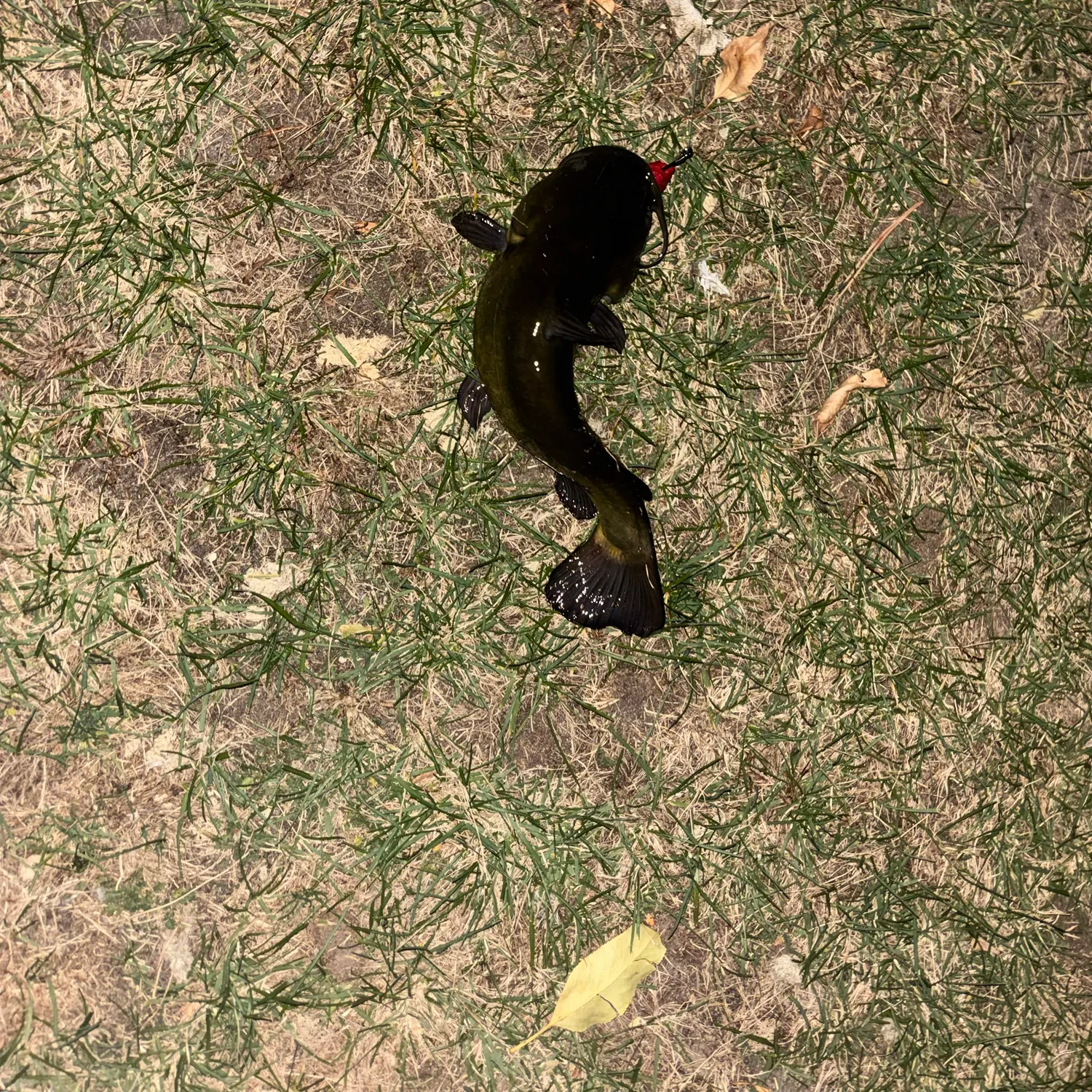 Fish caught on Fishbrain