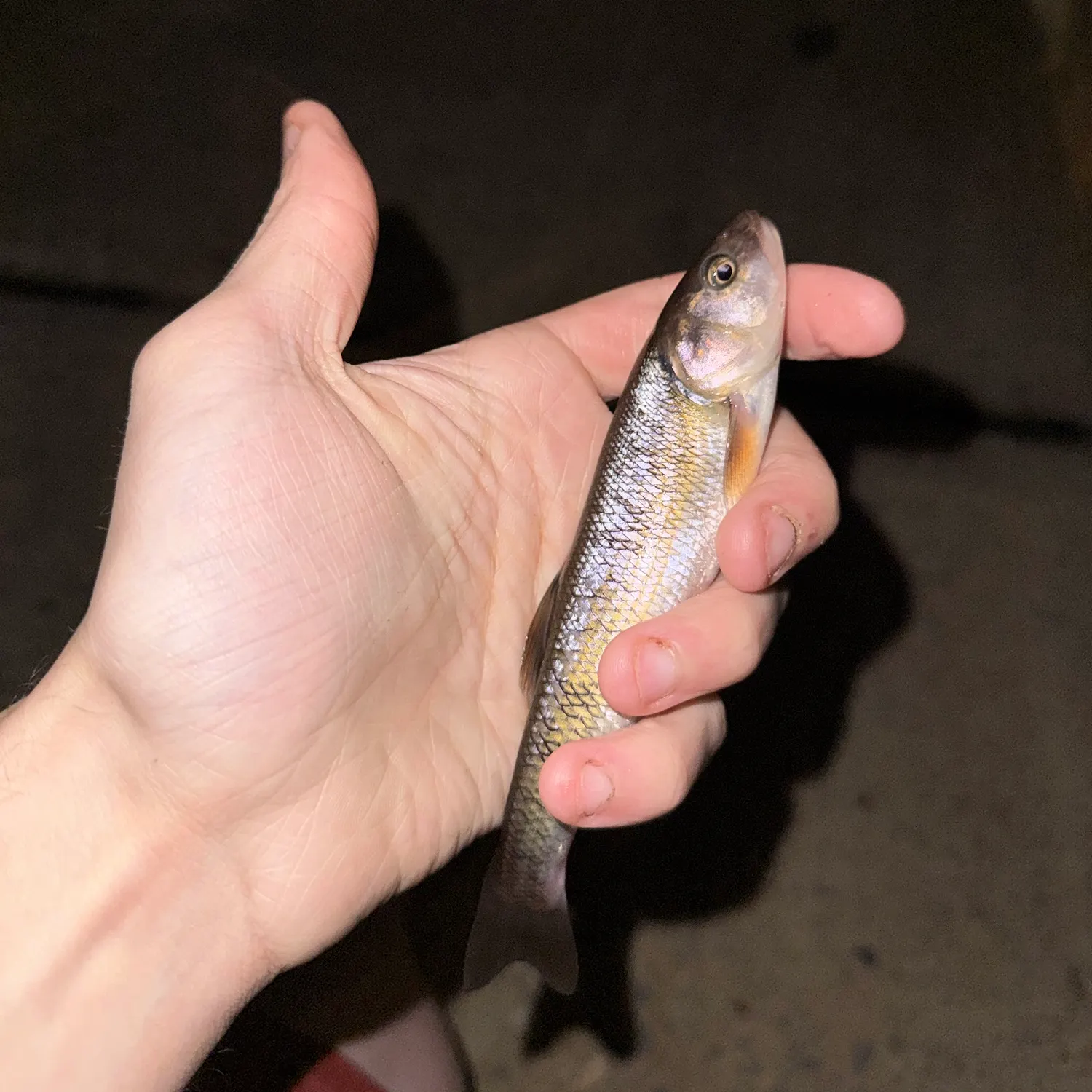 Creek chub caught on Fishbrain