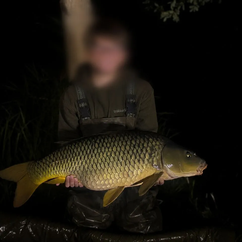 Common carp caught on Fishbrain