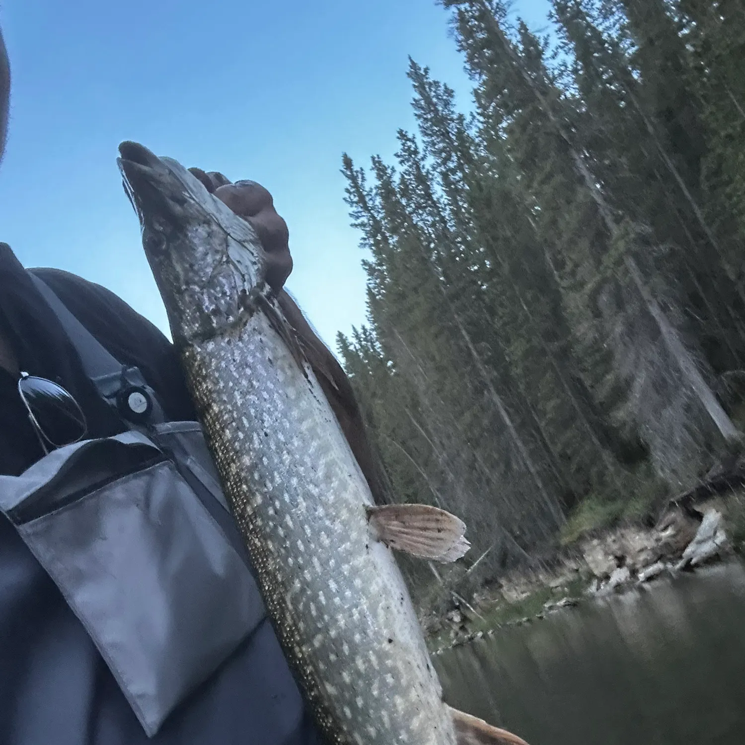 Northern pike caught on Fishbrain