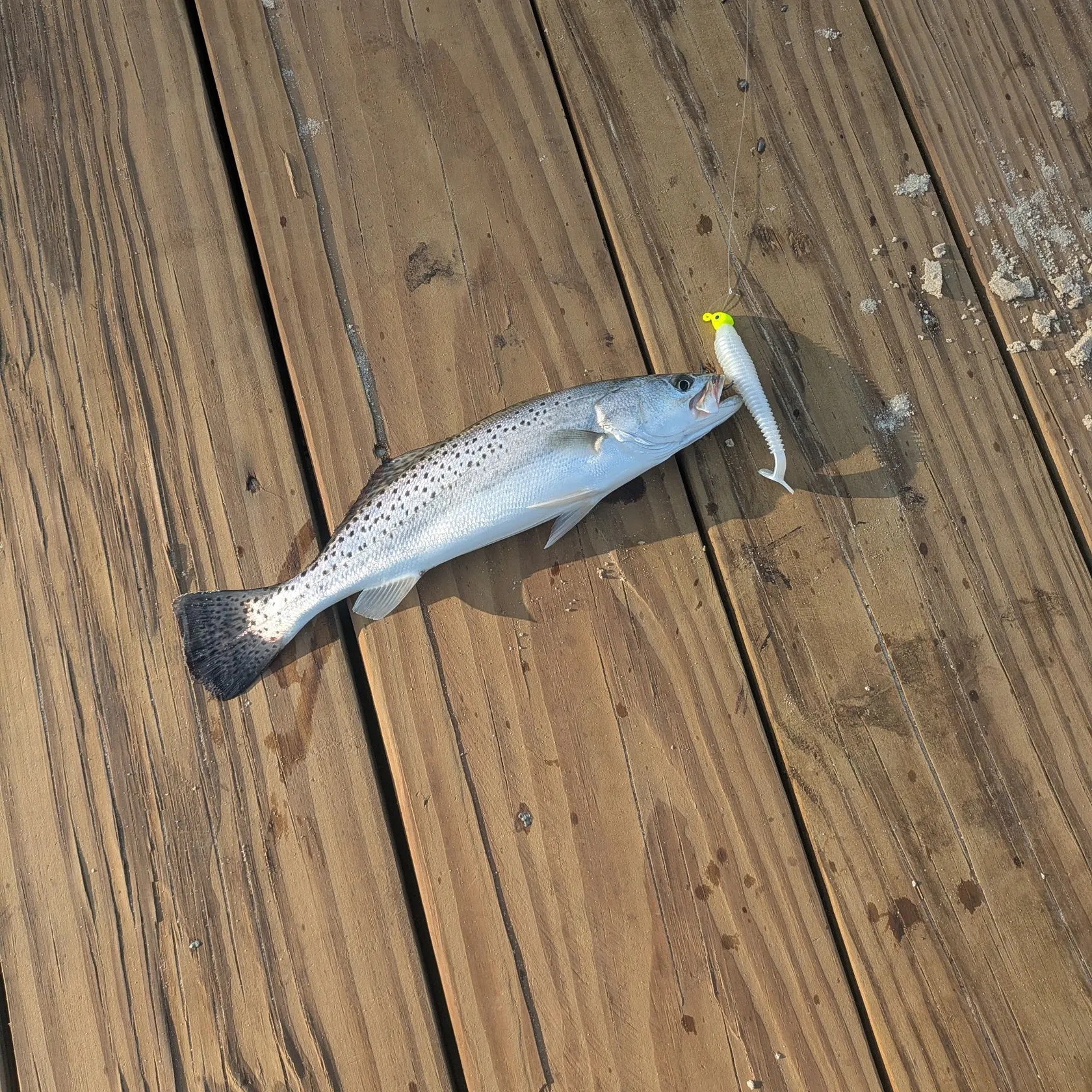 Spotted seatrout caught on Fishbrain