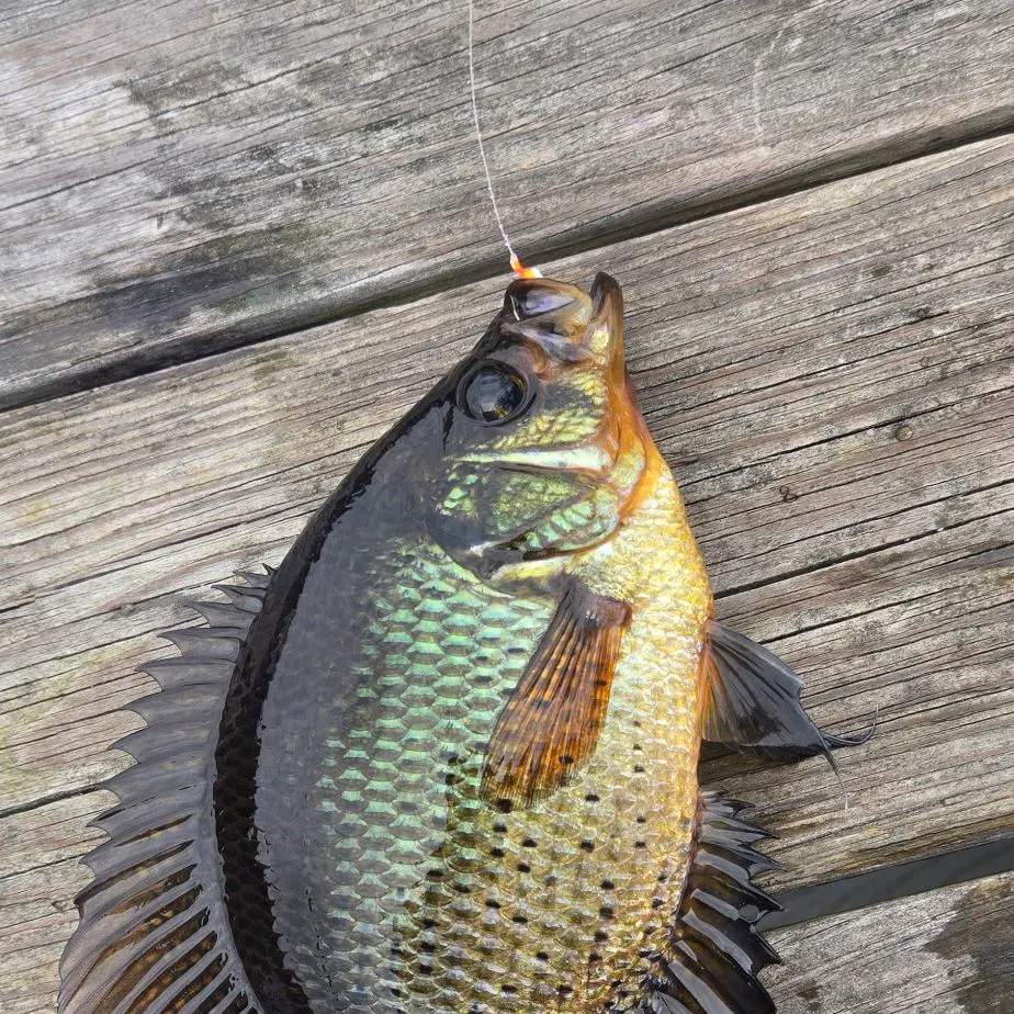 The most recent Flier catches on Fishbrain