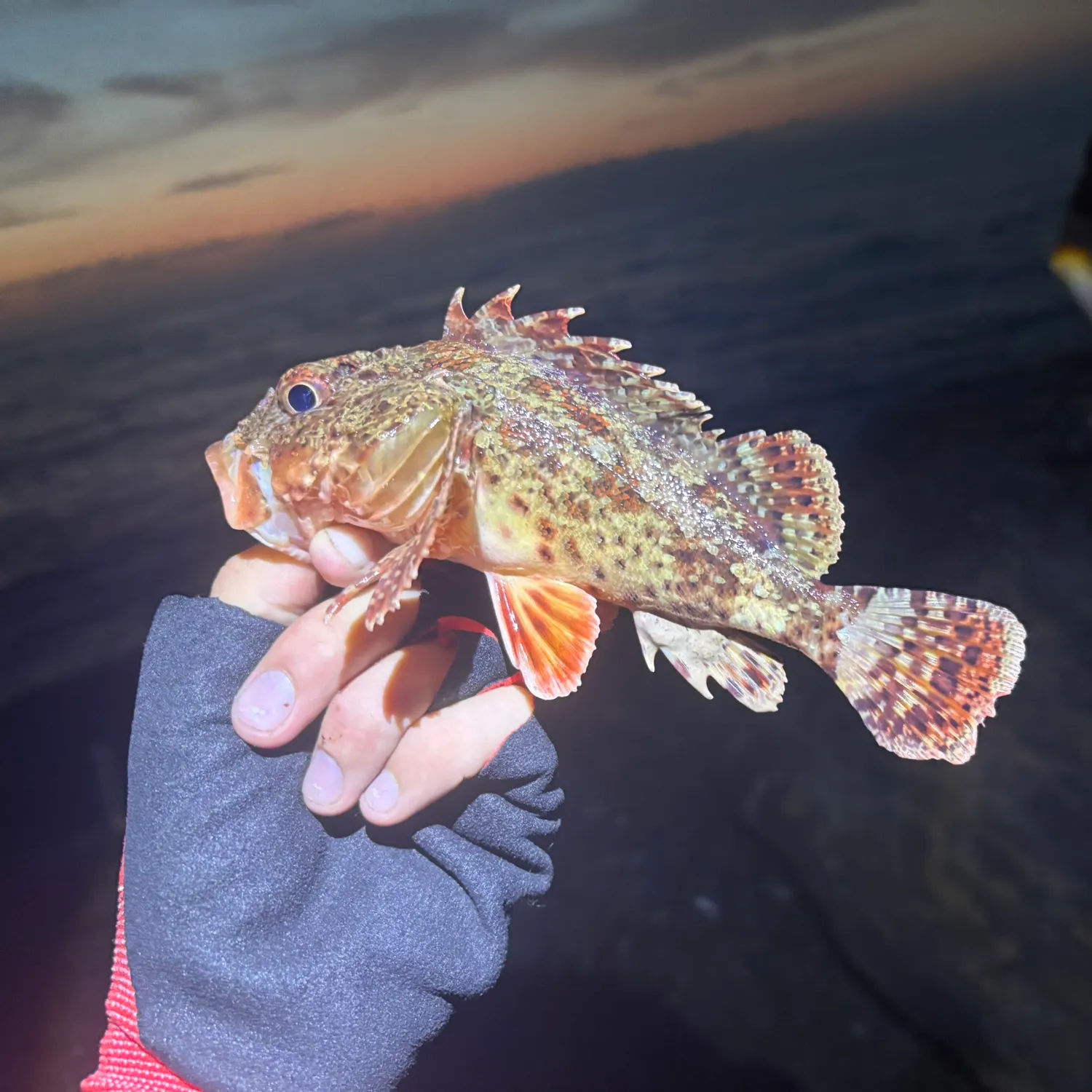 The most recent California scorpionfish catches on Fishbrain