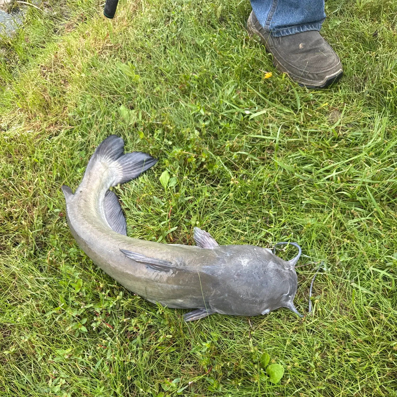Channel catfish caught on Fishbrain