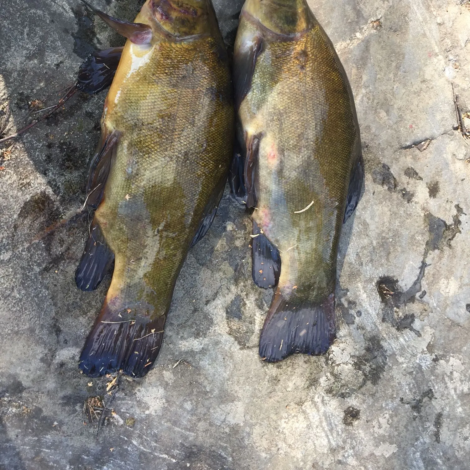 recently logged catches