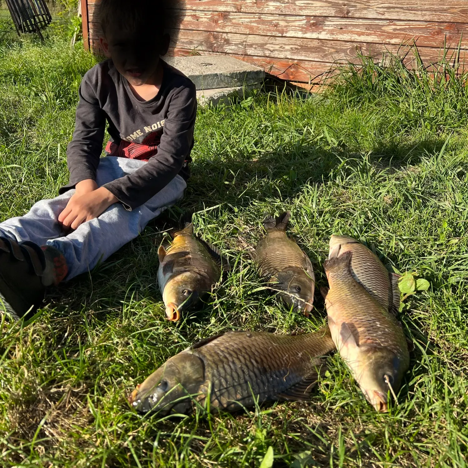 Common carp caught on Fishbrain