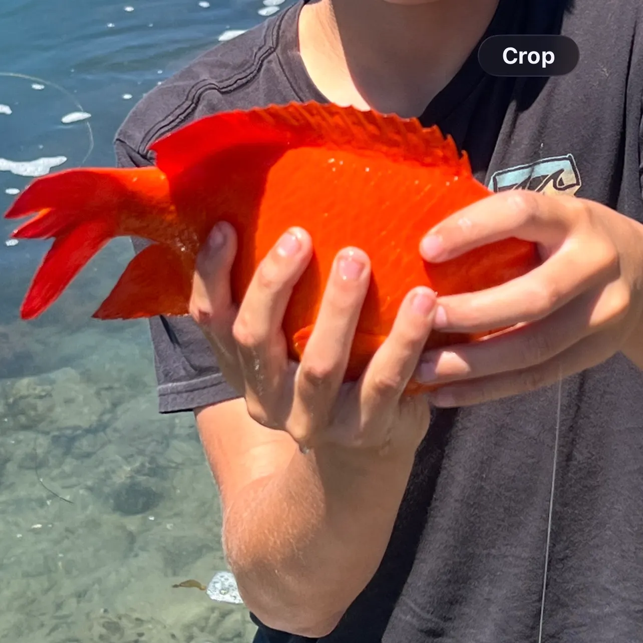 The most recent Canary rockfish catches on Fishbrain