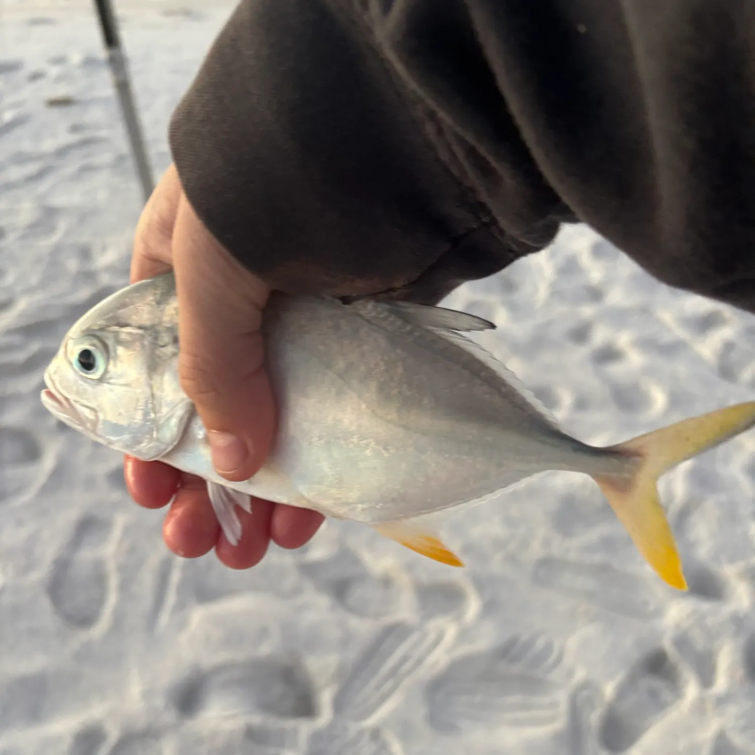 Crevalle jack caught on Fishbrain