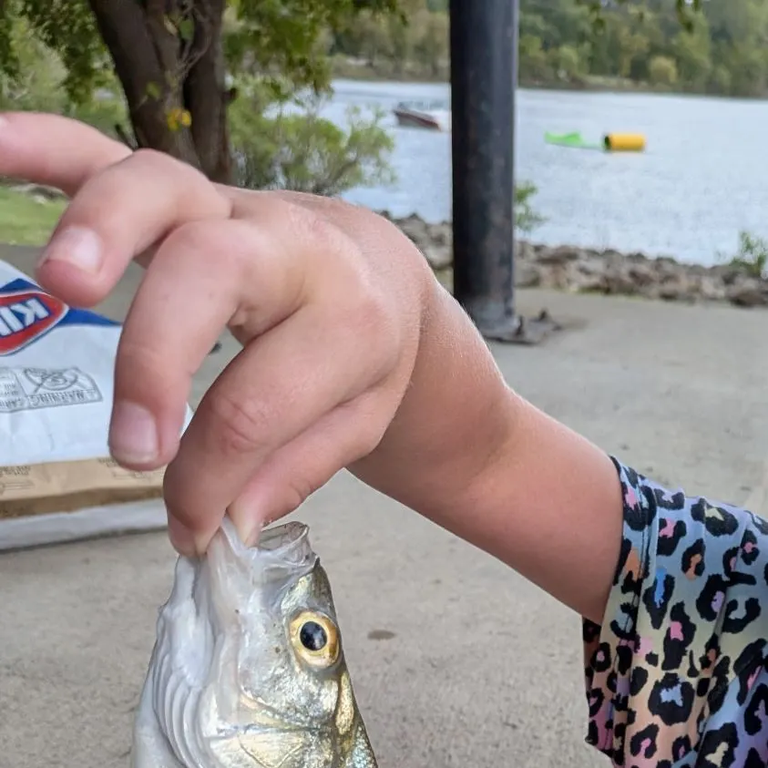 White bass caught on Fishbrain