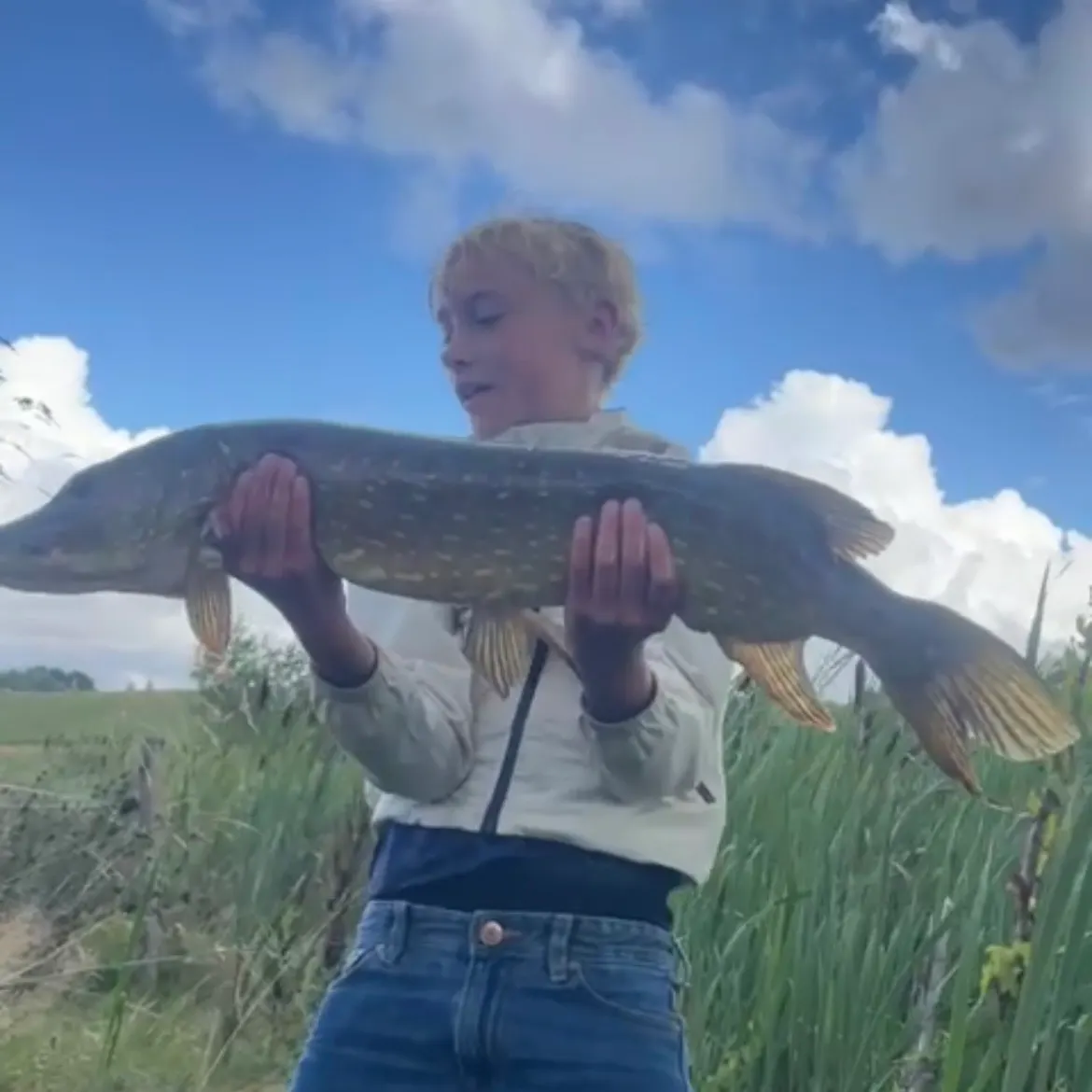Northern pike caught on Fishbrain