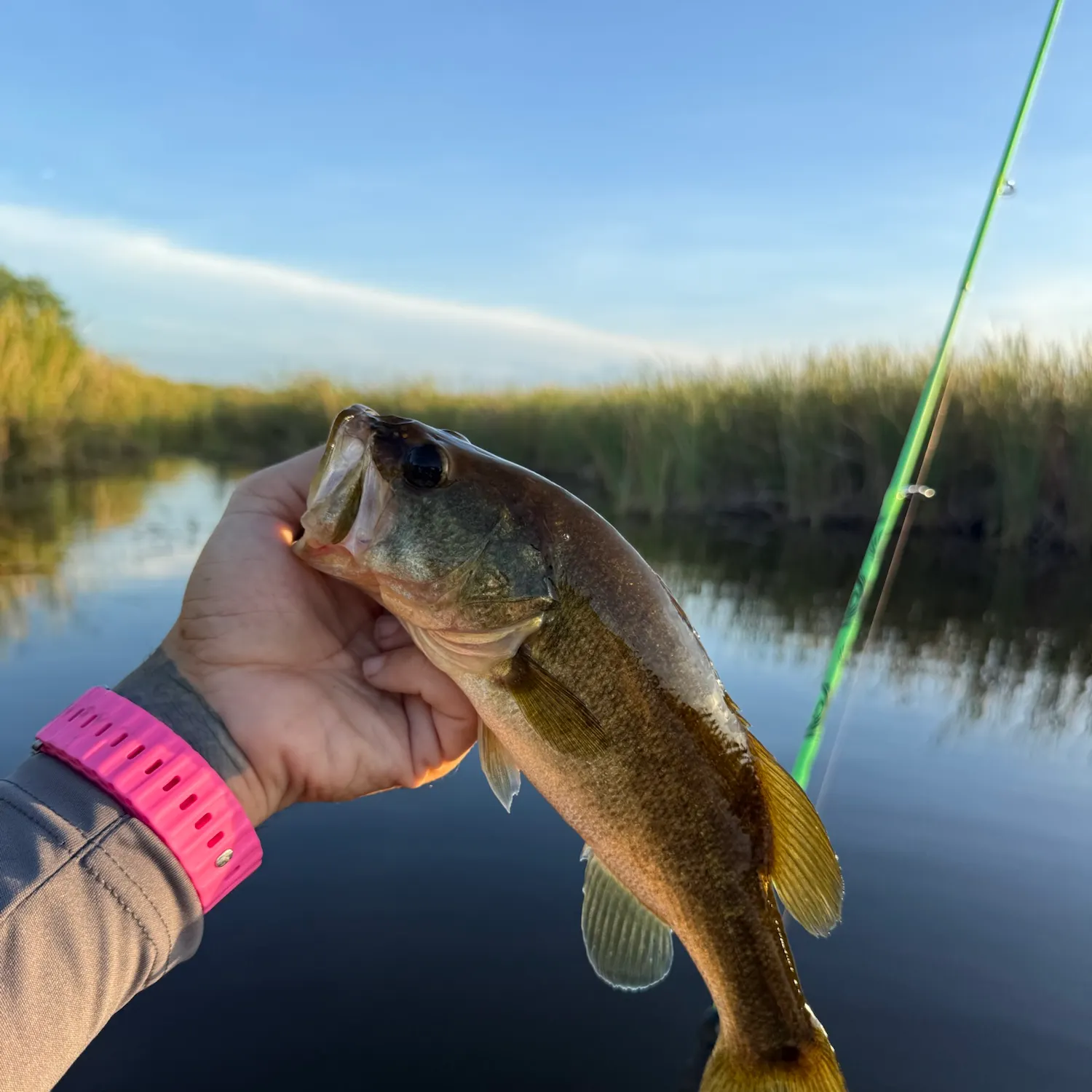 Largemouth bass caught on Fishbrain
