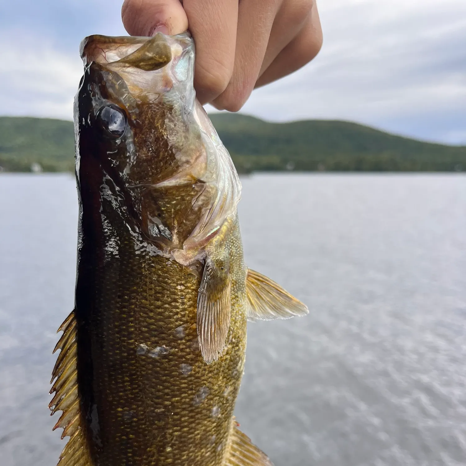 Smallmouth bass caught on Fishbrain