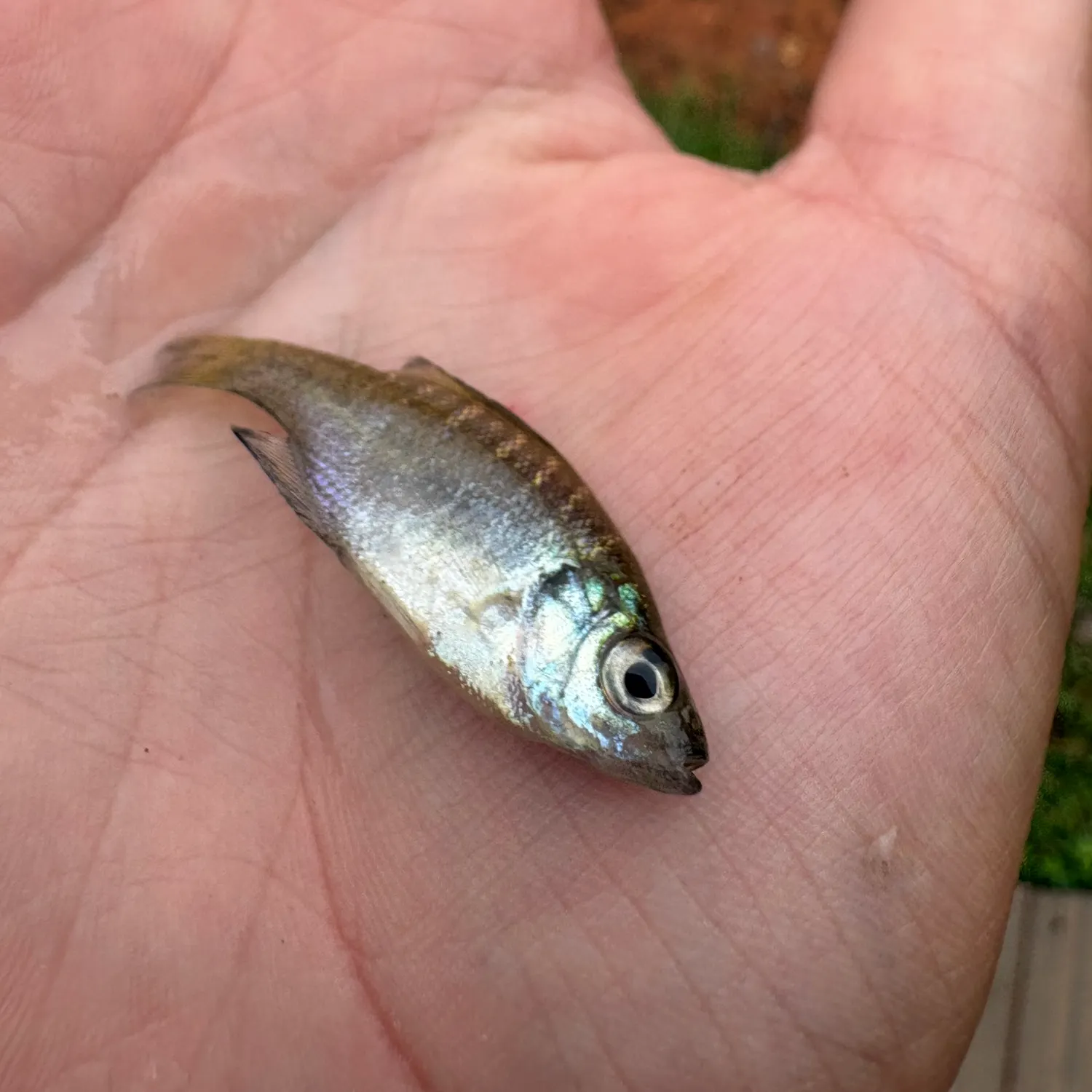 The most recent Ohrid minnow catches on Fishbrain