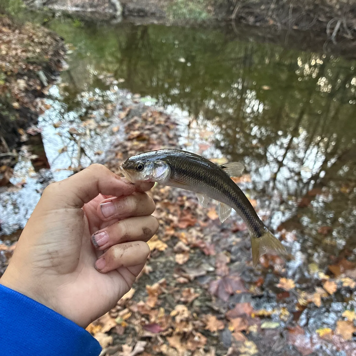 Creek chub caught on Fishbrain