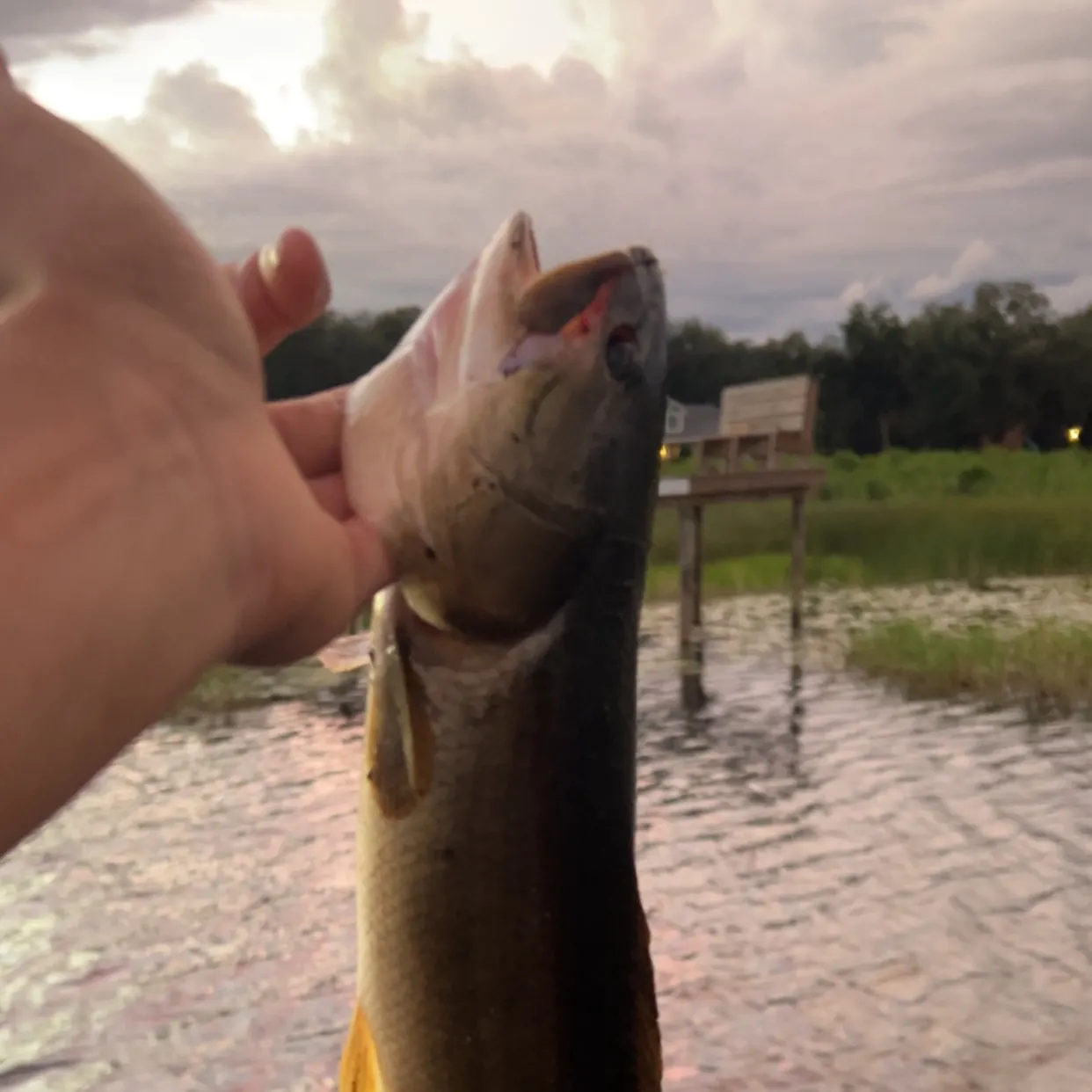 Ruddy bowfin caught on Fishbrain