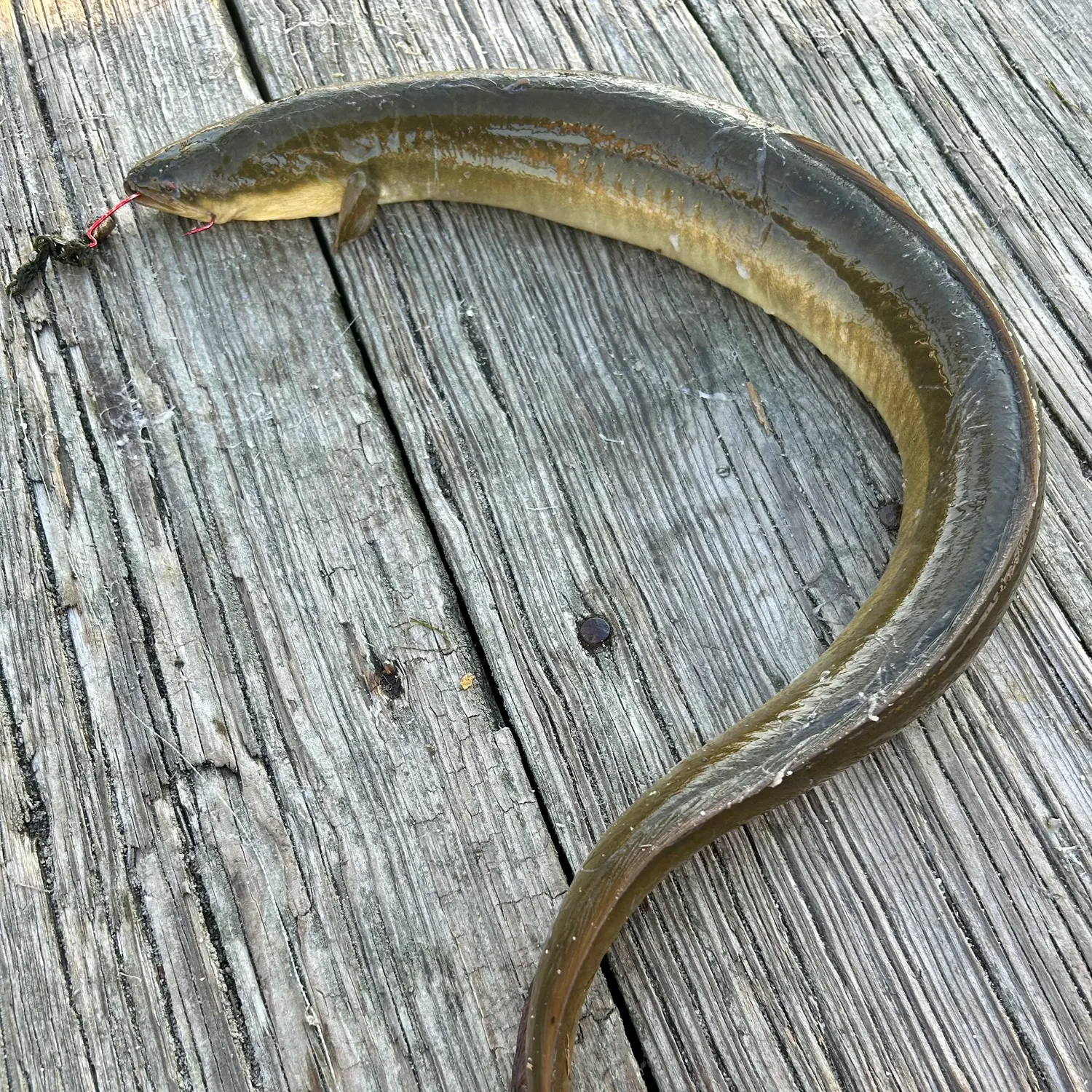 American eel caught on Fishbrain