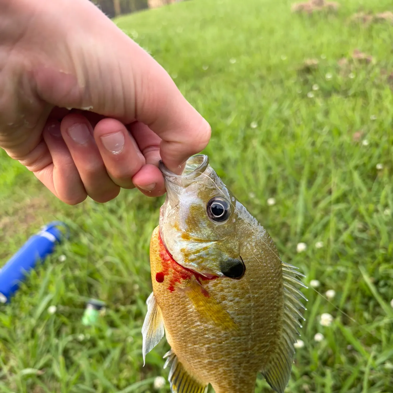 Redbreast sunfish caught on Fishbrain