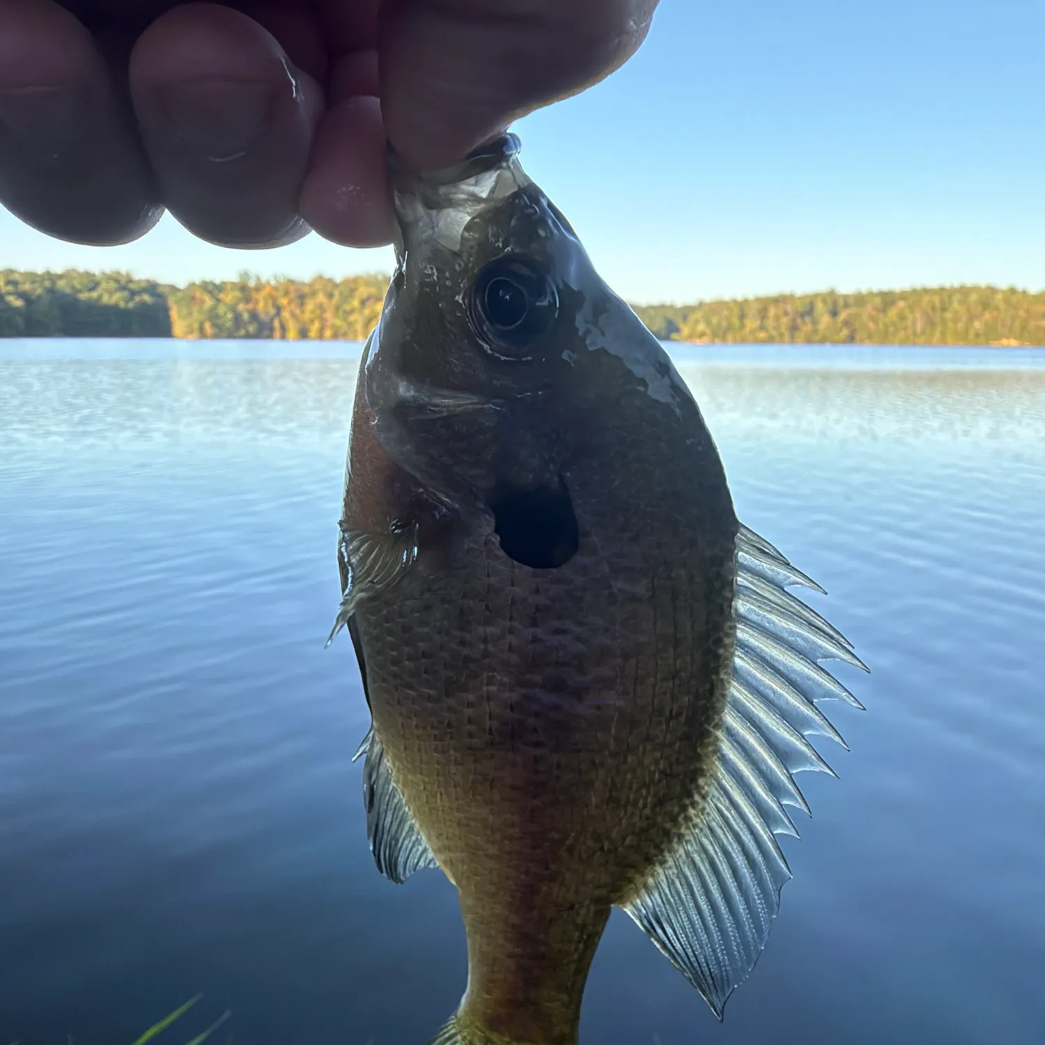 Bluegill caught on Fishbrain