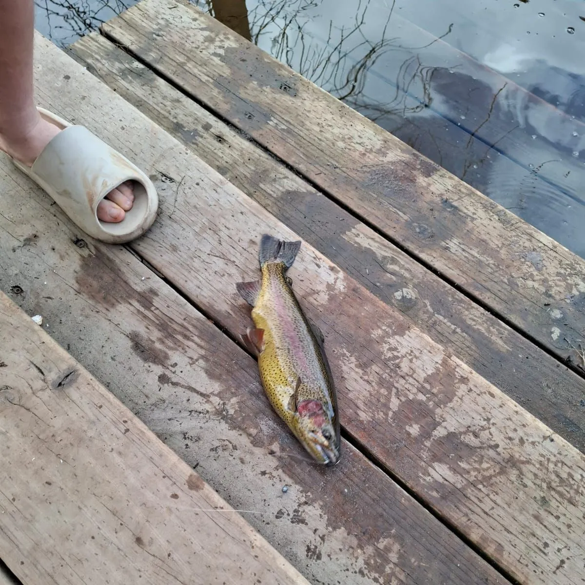 Rainbow trout caught on Fishbrain