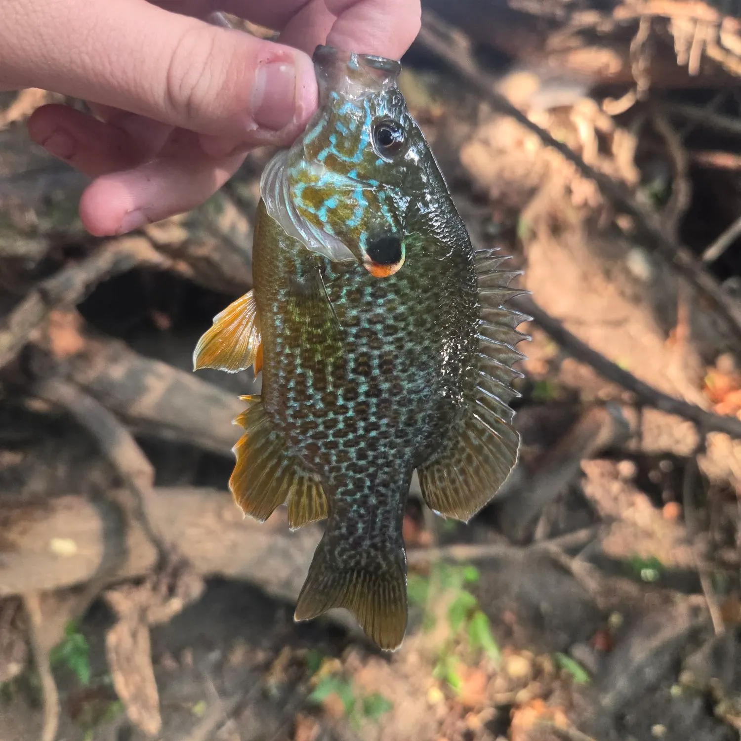 Pumpkinseed caught on Fishbrain
