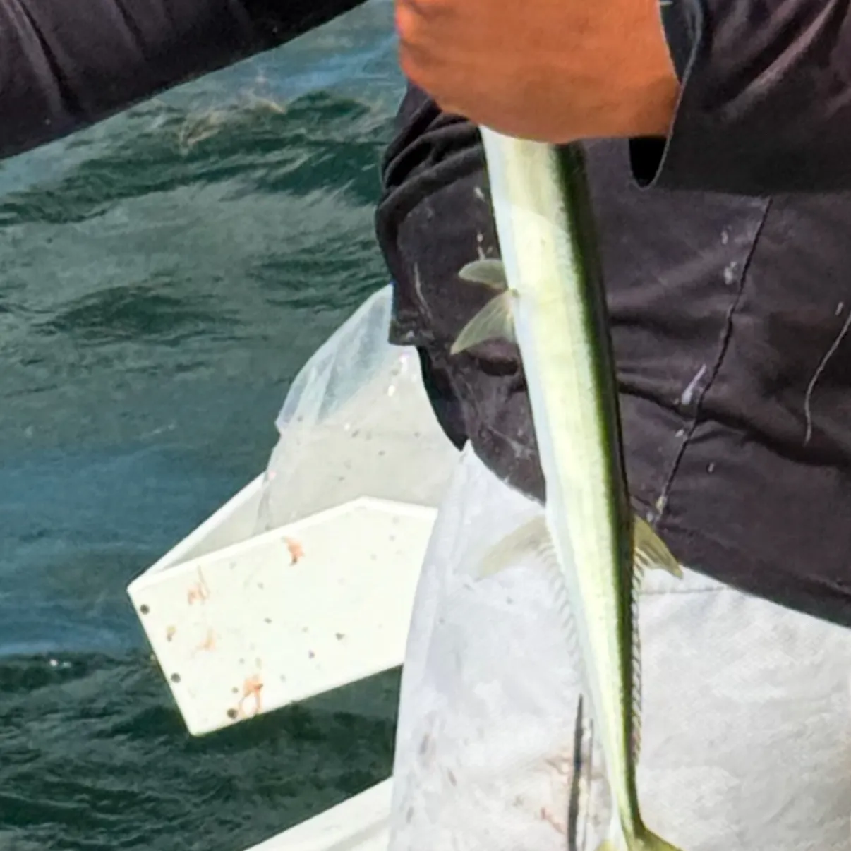 The most recent Hound needlefish catches on Fishbrain