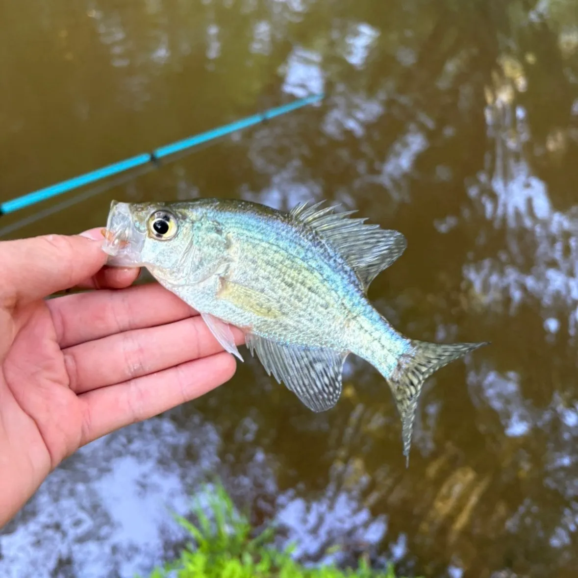 White crappie caught on Fishbrain