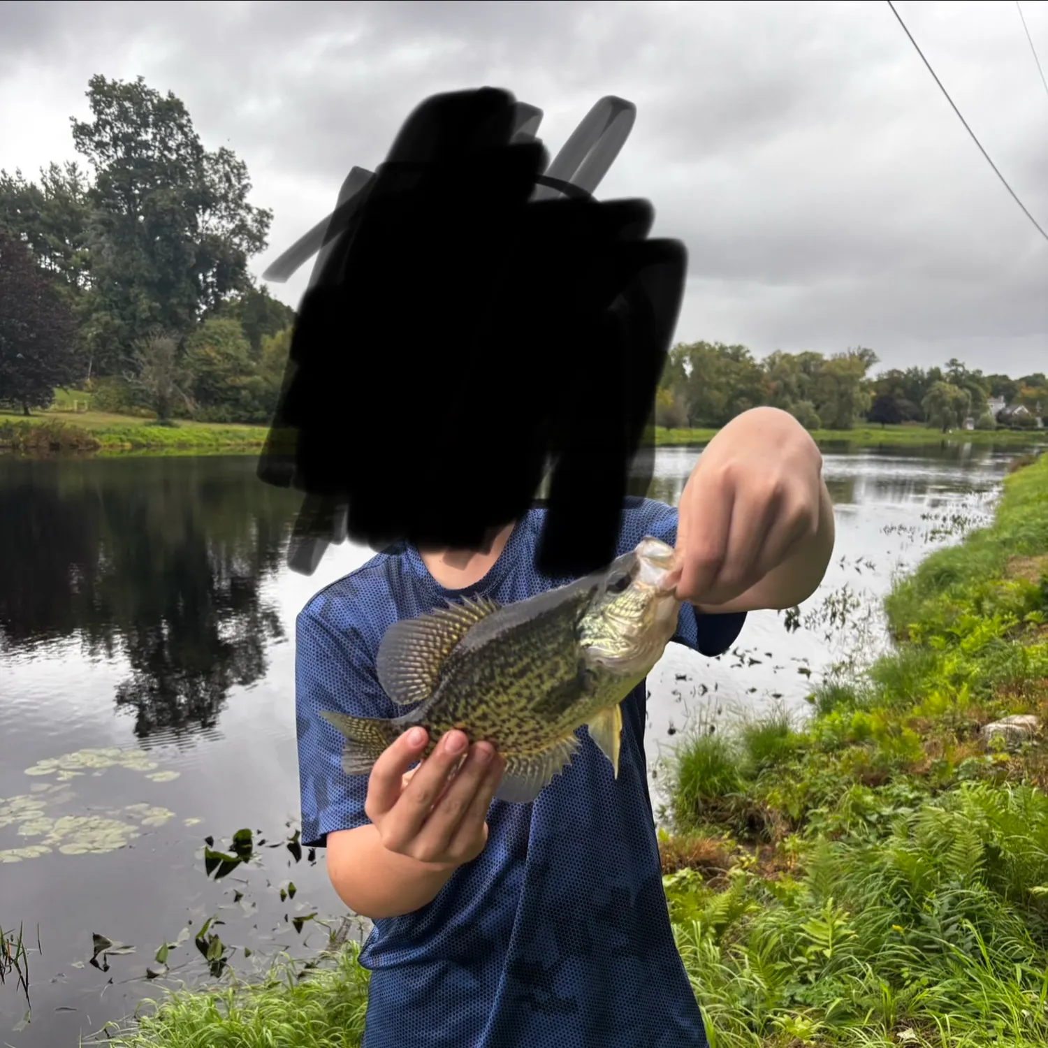 Black crappie caught on Fishbrain