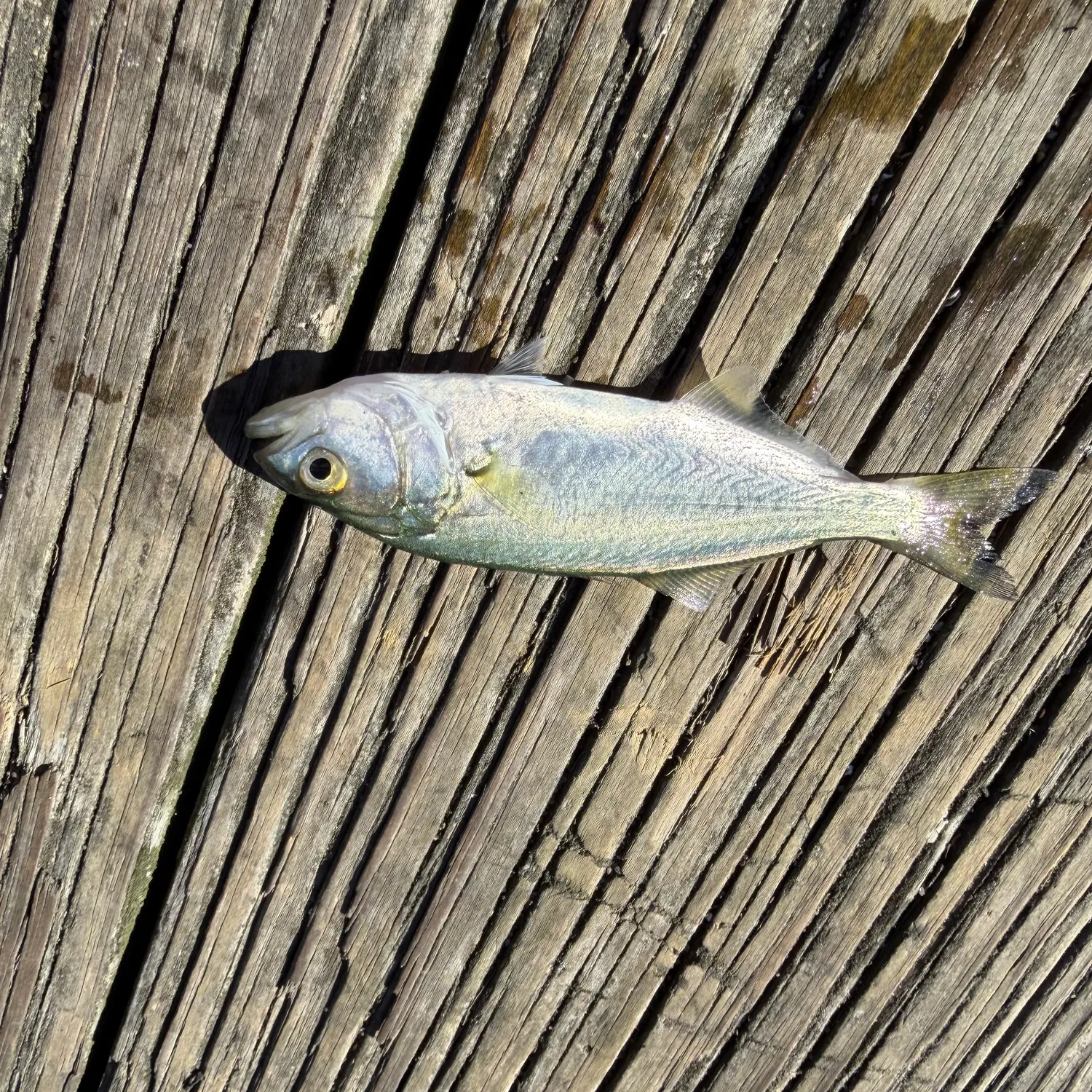 Bluefish caught on Fishbrain