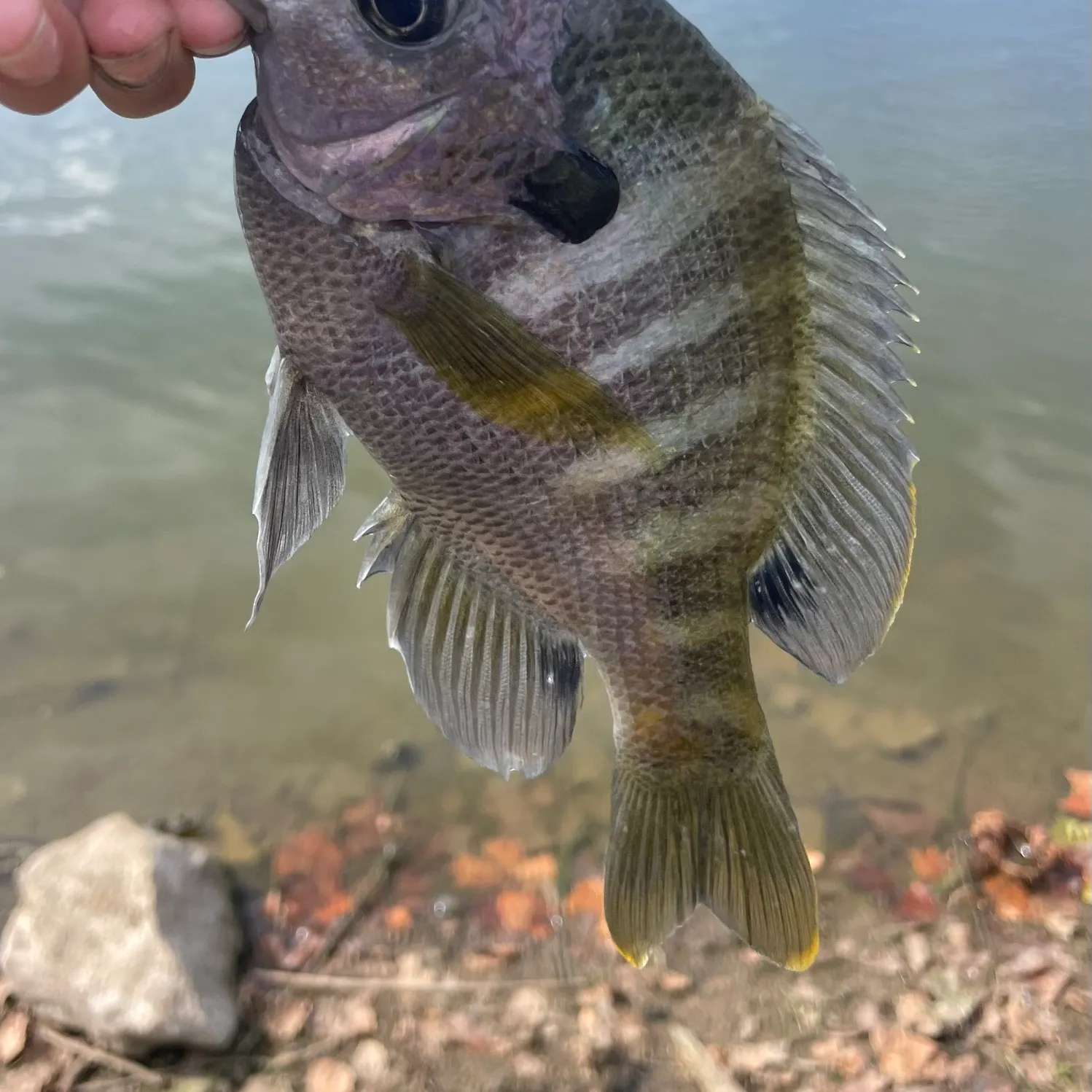 Bluegill caught on Fishbrain