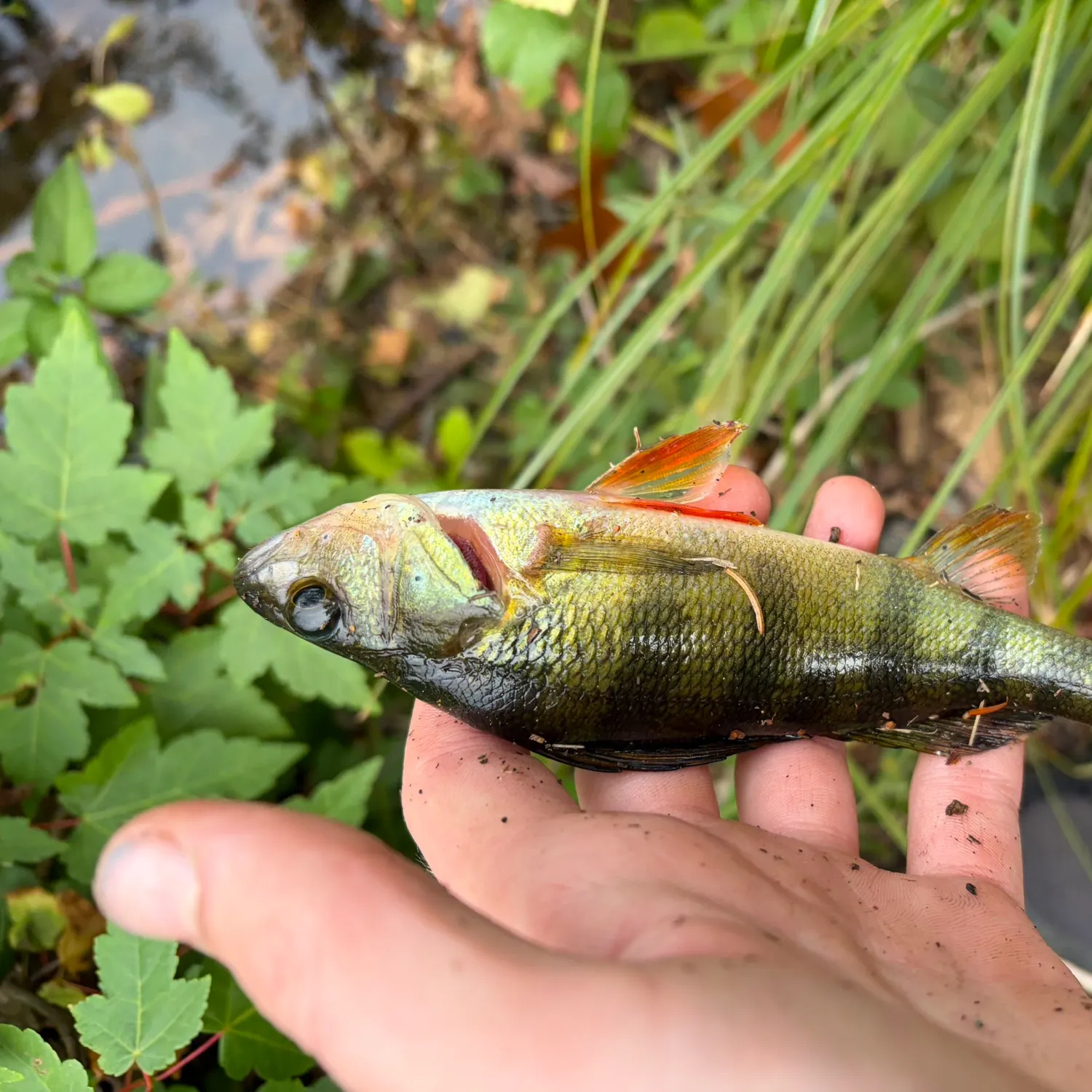 Yellow perch caught on Fishbrain