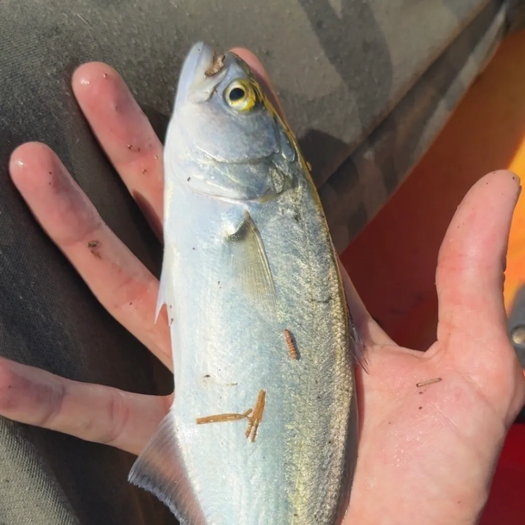 Bluefish caught on Fishbrain