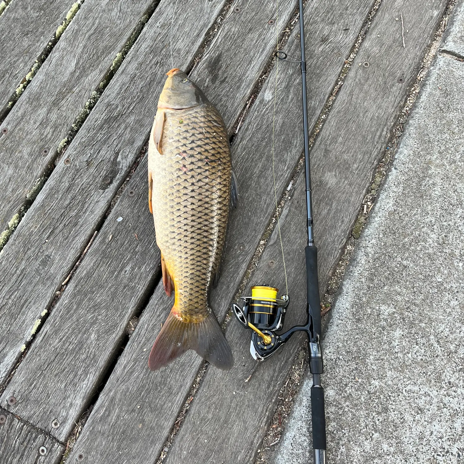 recently logged catches