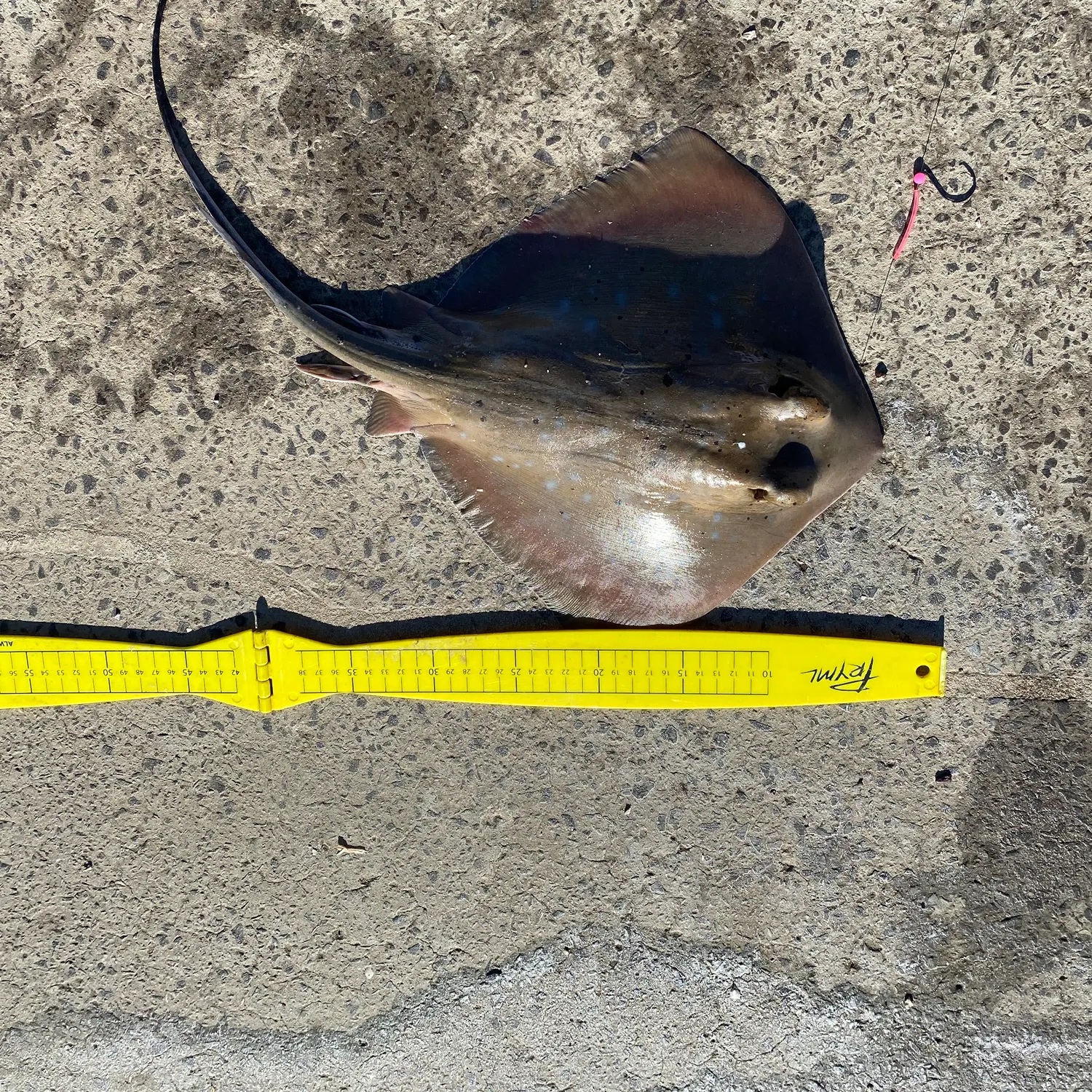 The most recent Common stingray catches on Fishbrain