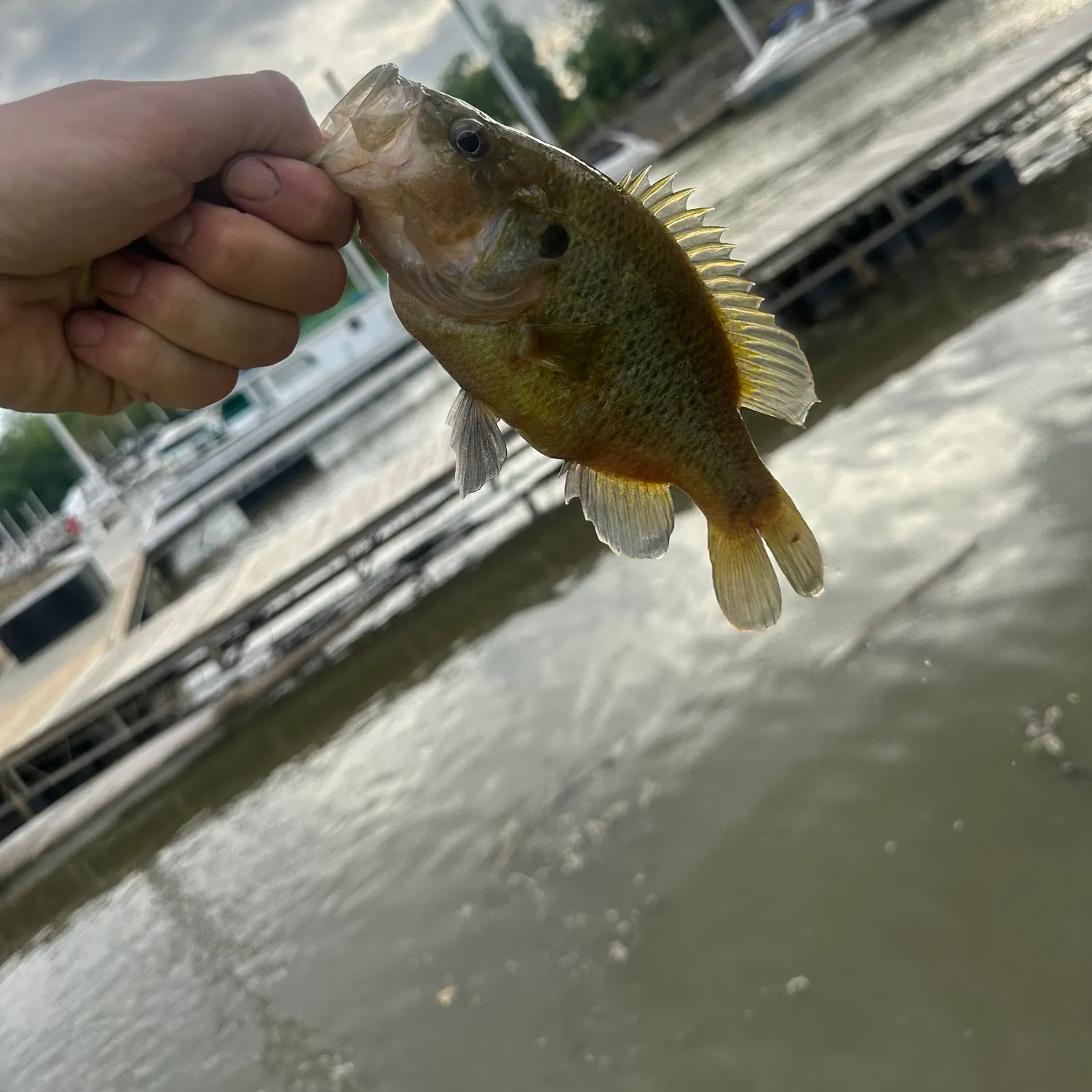 The most recent Warmouth catches on Fishbrain