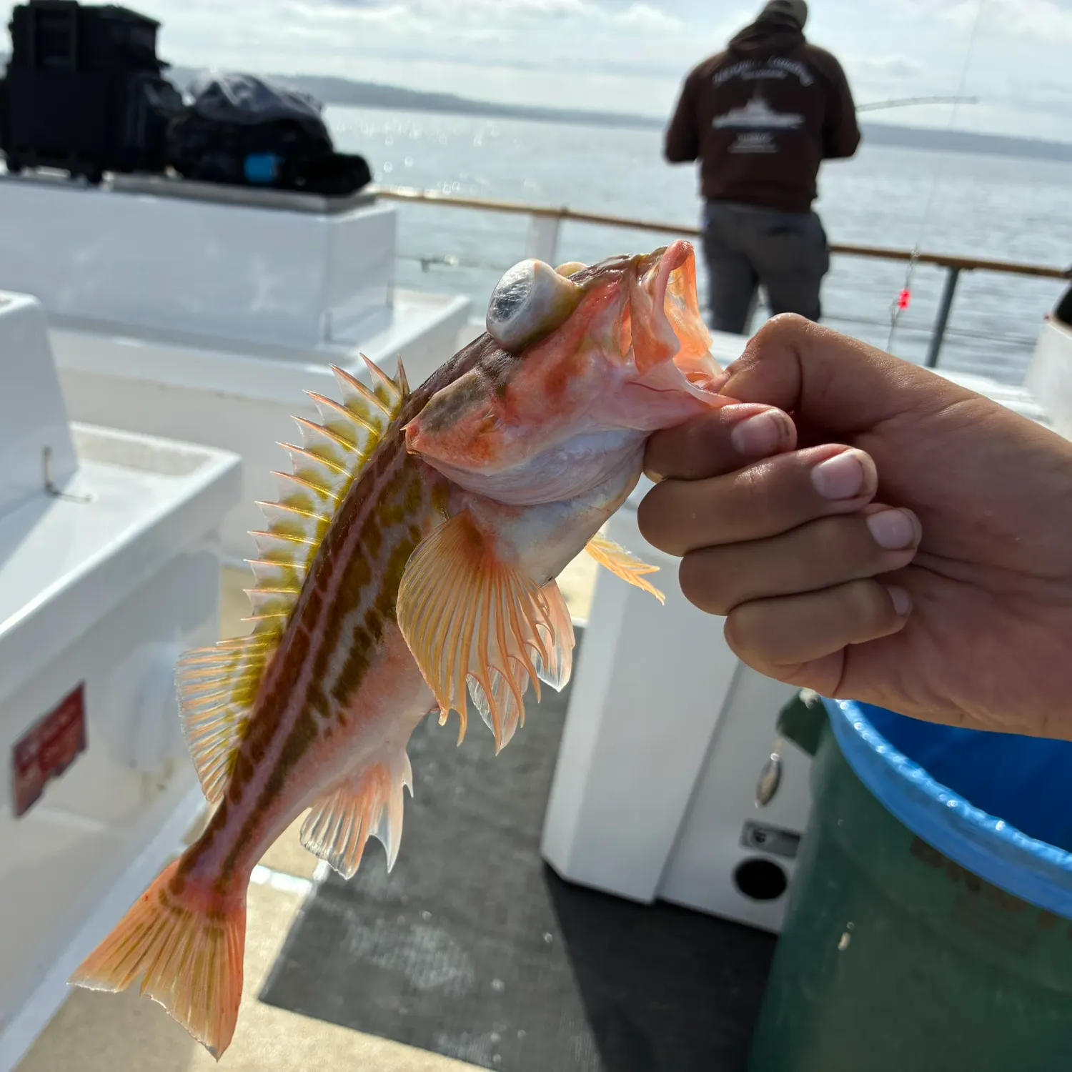 The most recent Greenstriped rockfish catches on Fishbrain