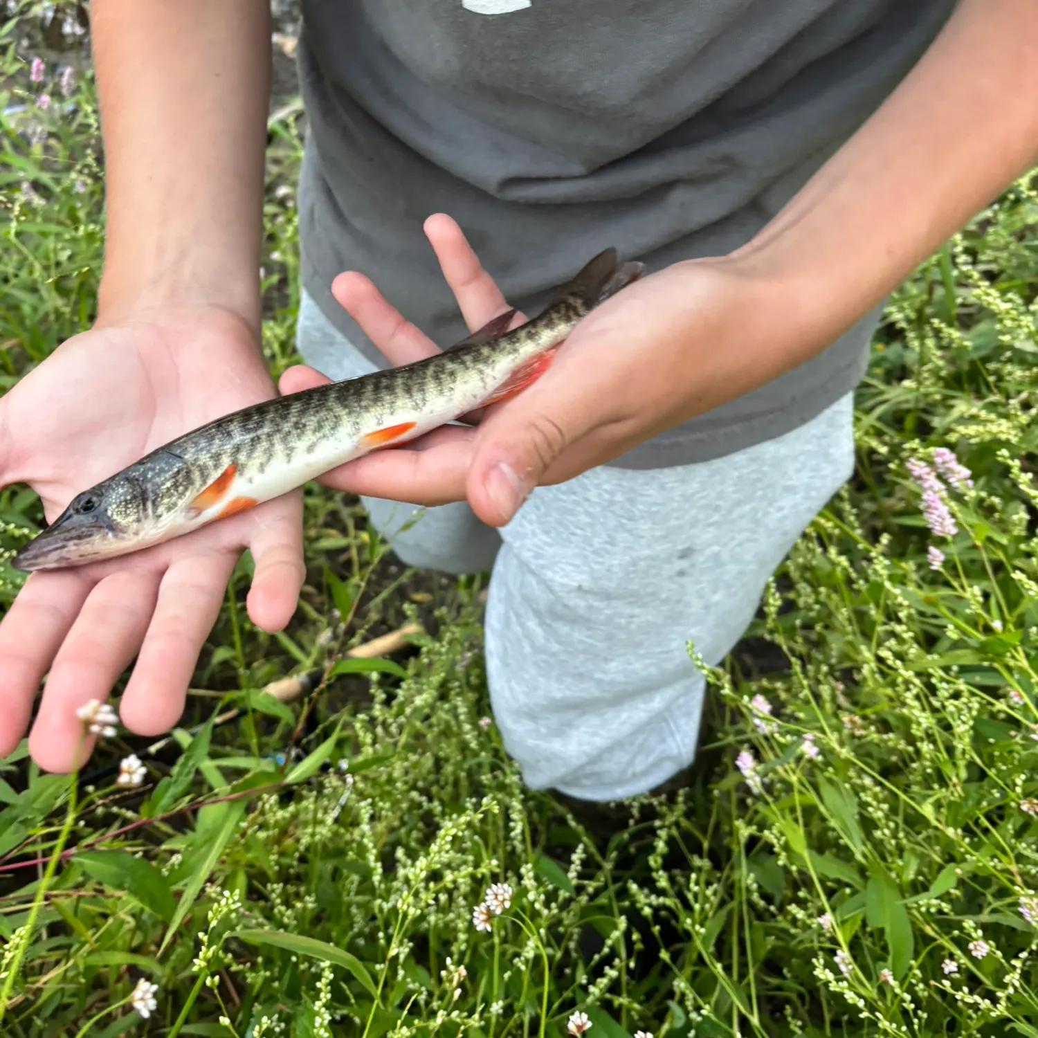 The most recent Redfin pickerel catches on Fishbrain