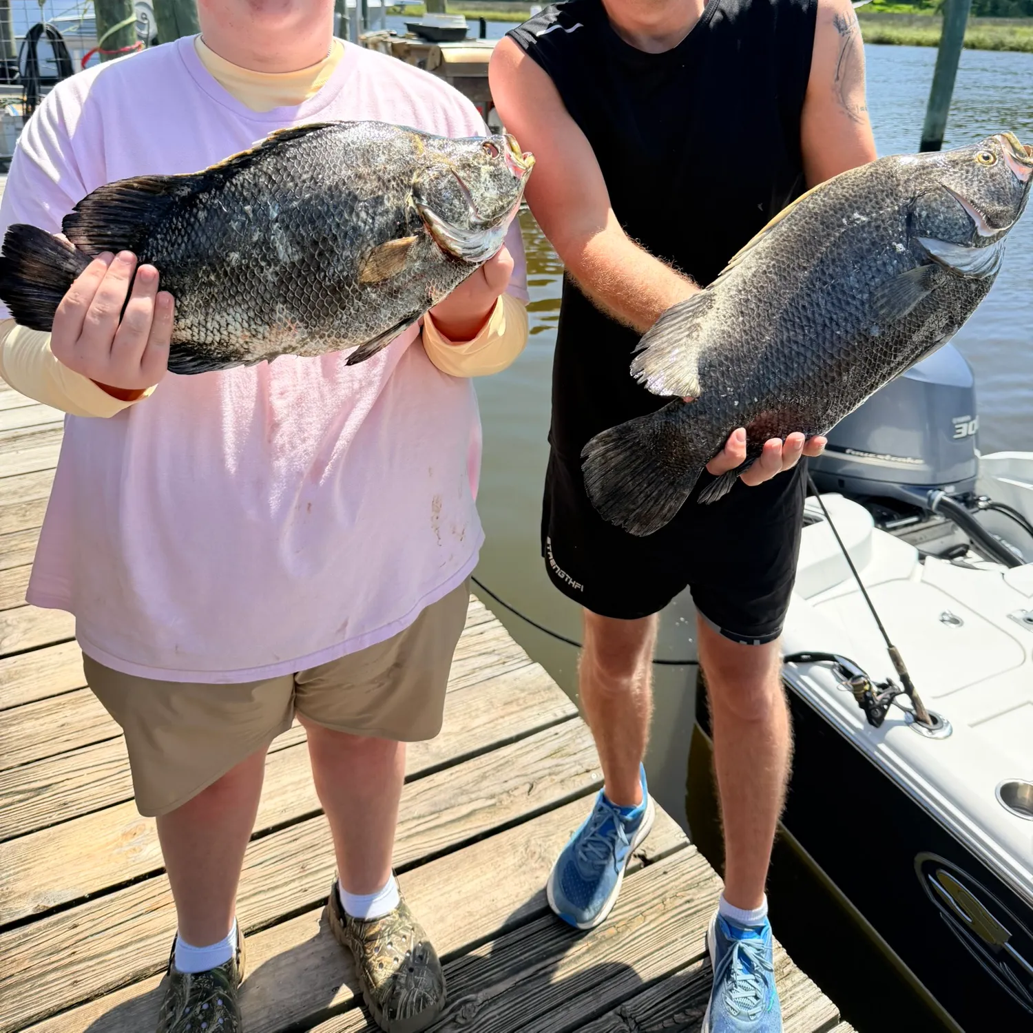 The most recent Atlantic tripletail catches on Fishbrain