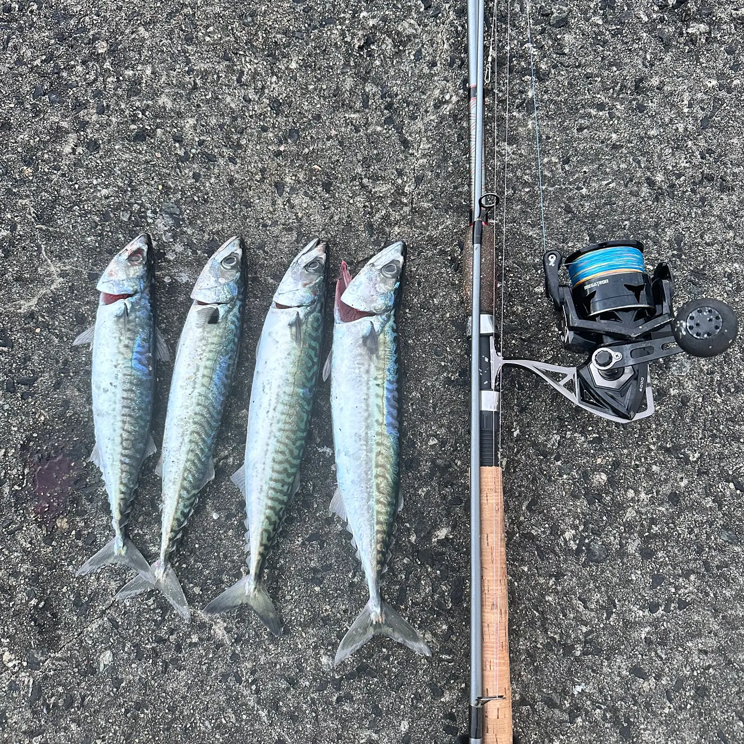 recently logged catches