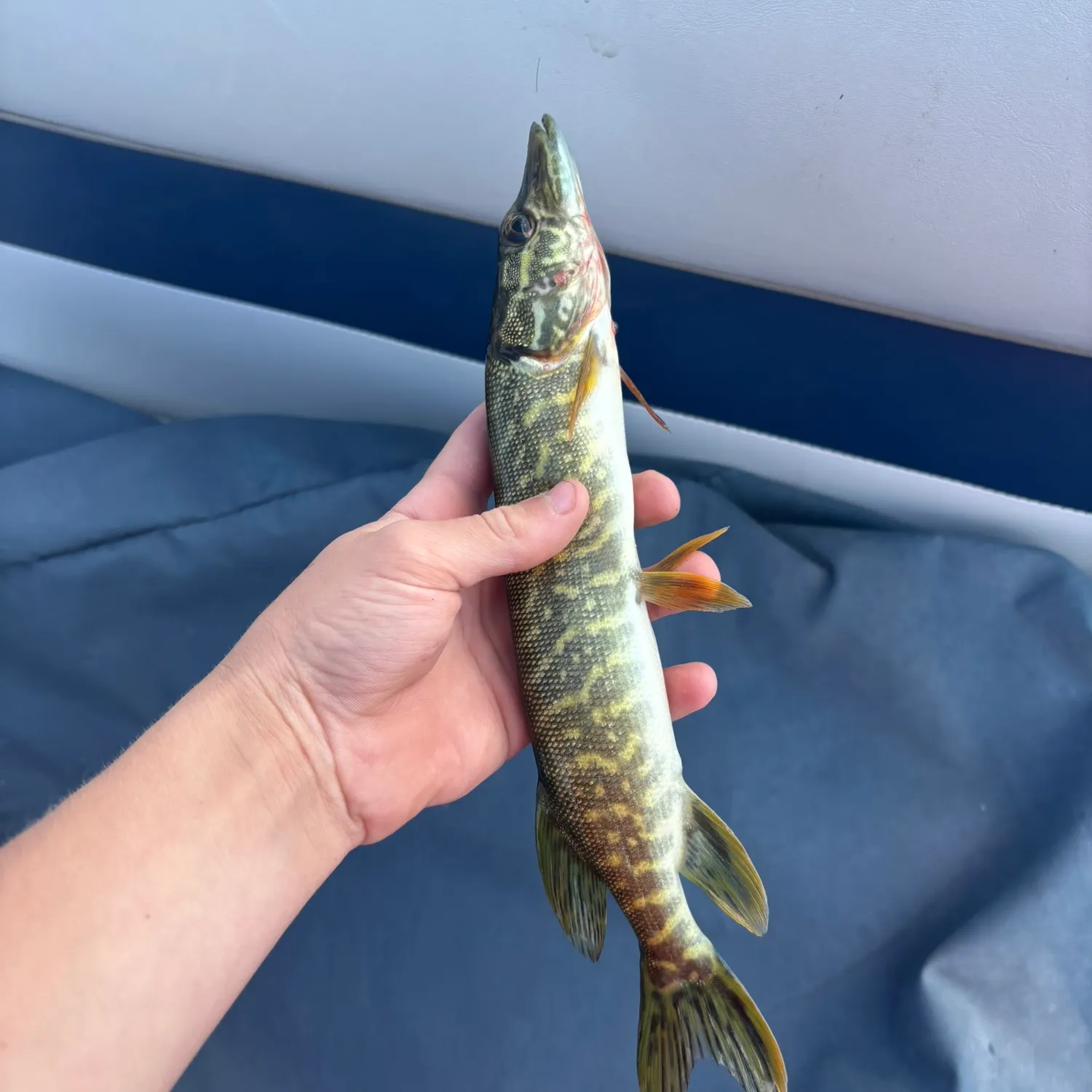 Northern pike caught on Fishbrain