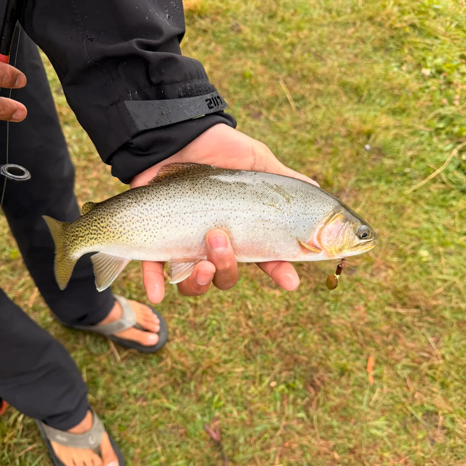 Cutthroat trout caught on Fishbrain