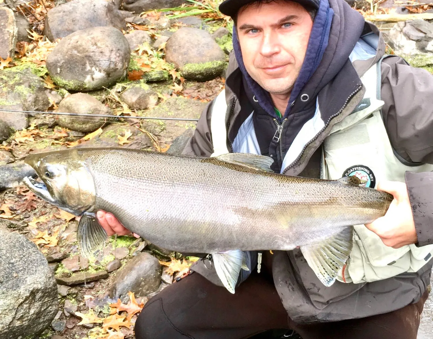 Coho salmon