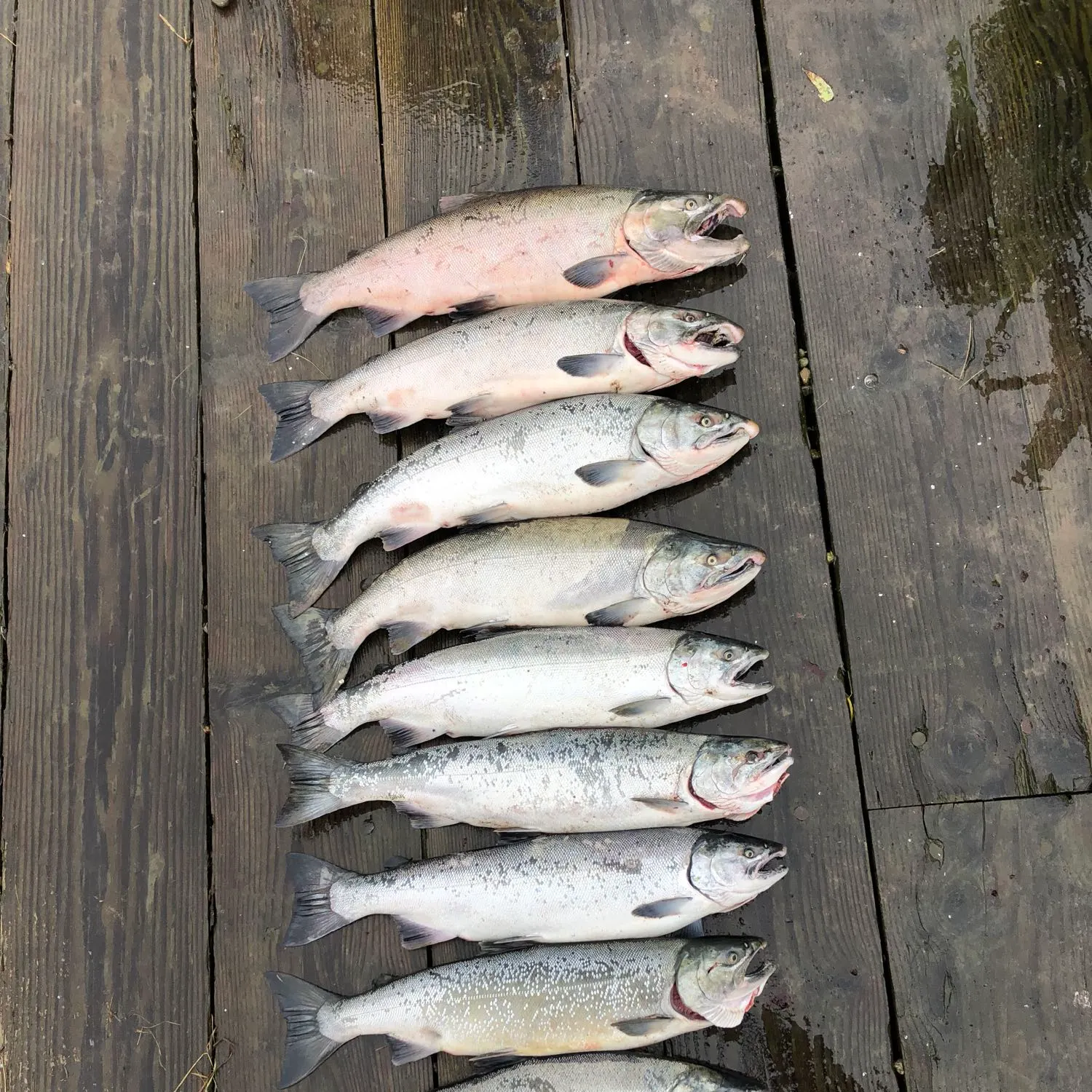 recently logged catches