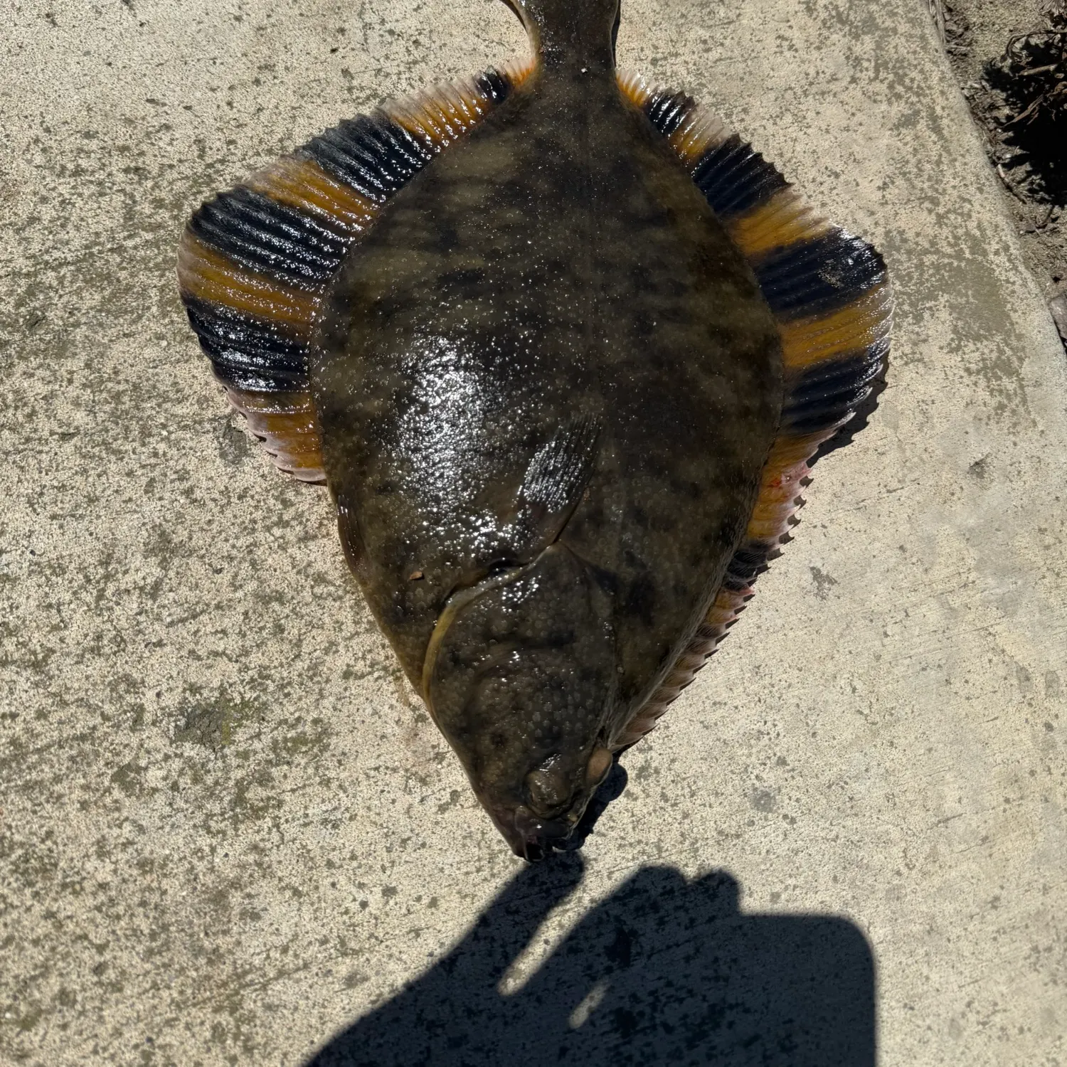 The most recent Starry flounder catches on Fishbrain
