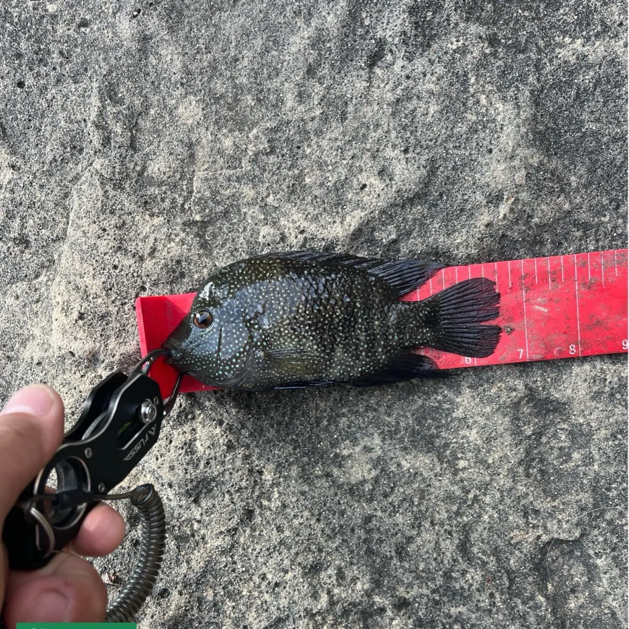 The most recent Rio Grande cichlid catches on Fishbrain
