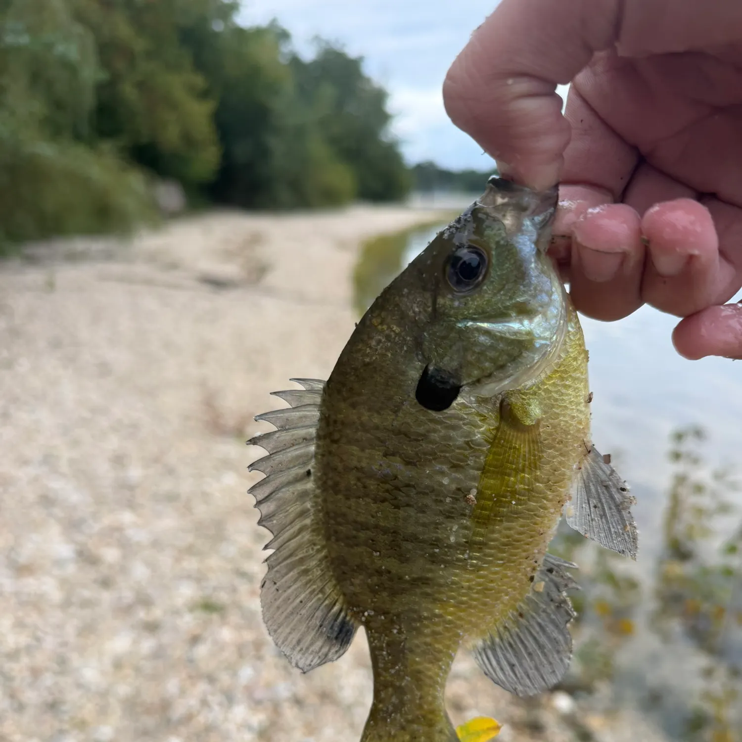 Bluegill caught on Fishbrain