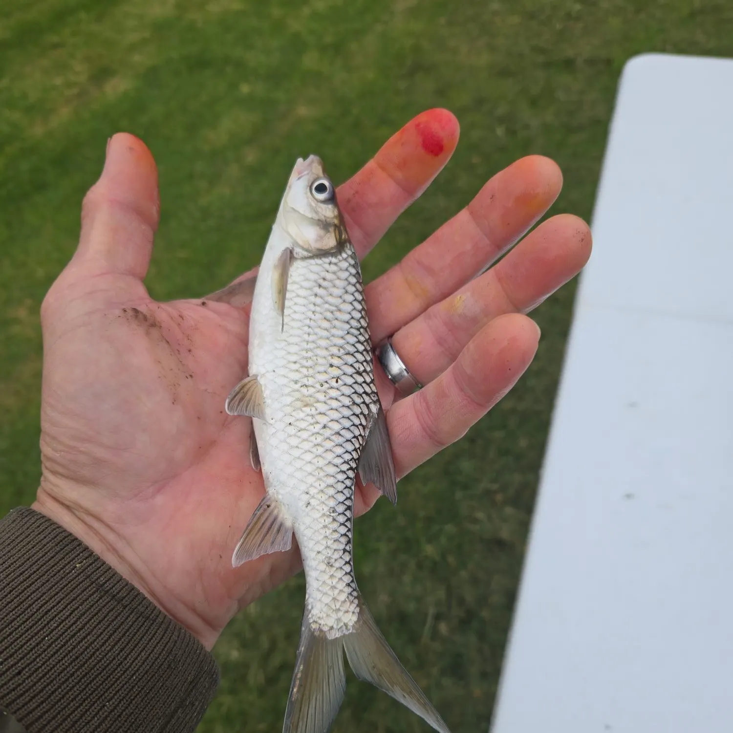 The most popular recent Orange river mudfish catch on Fishbrain