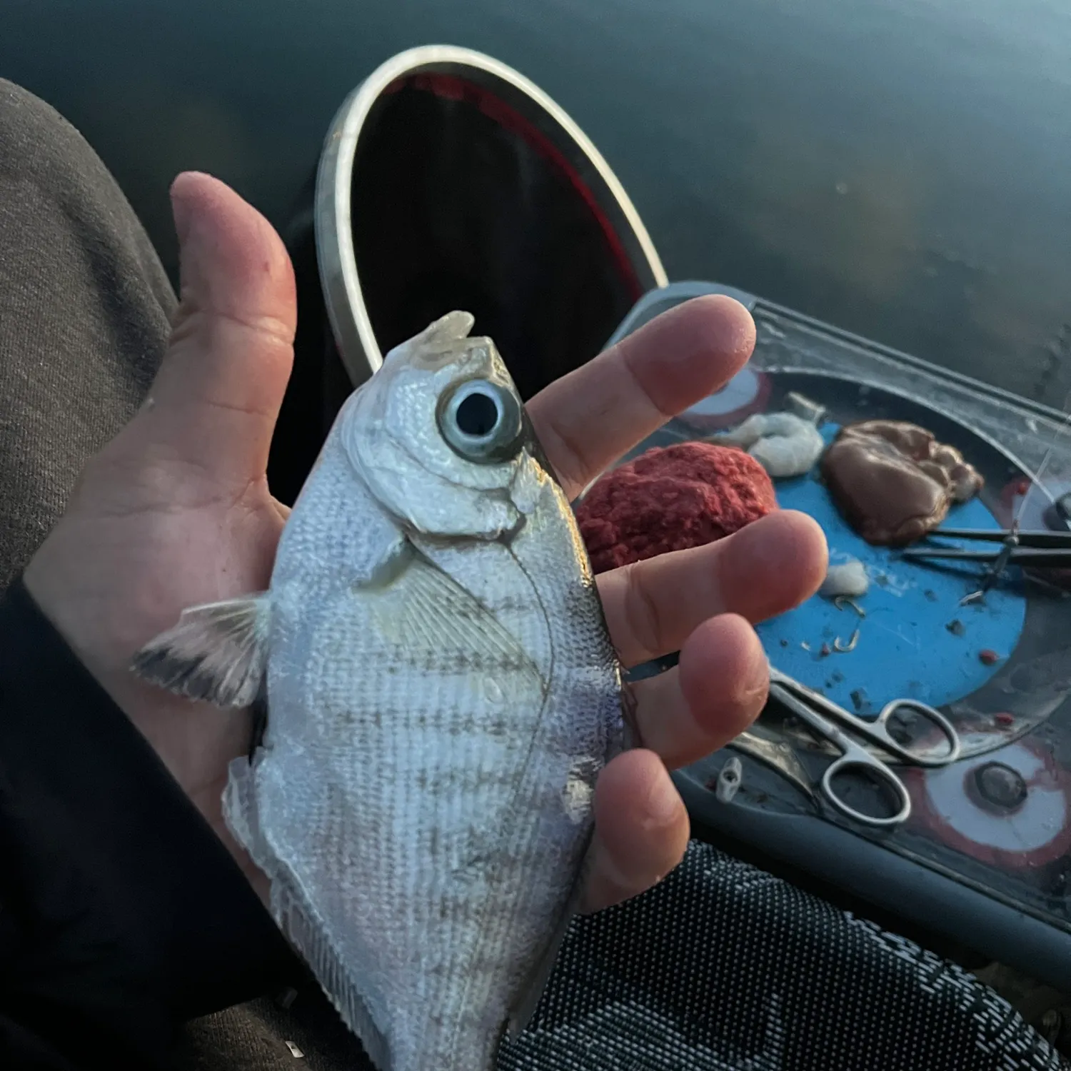 The most recent Walleye surfperch catches on Fishbrain